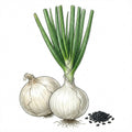 ONION Seeds, White Sweet Spanish | Heirloom Boulevard