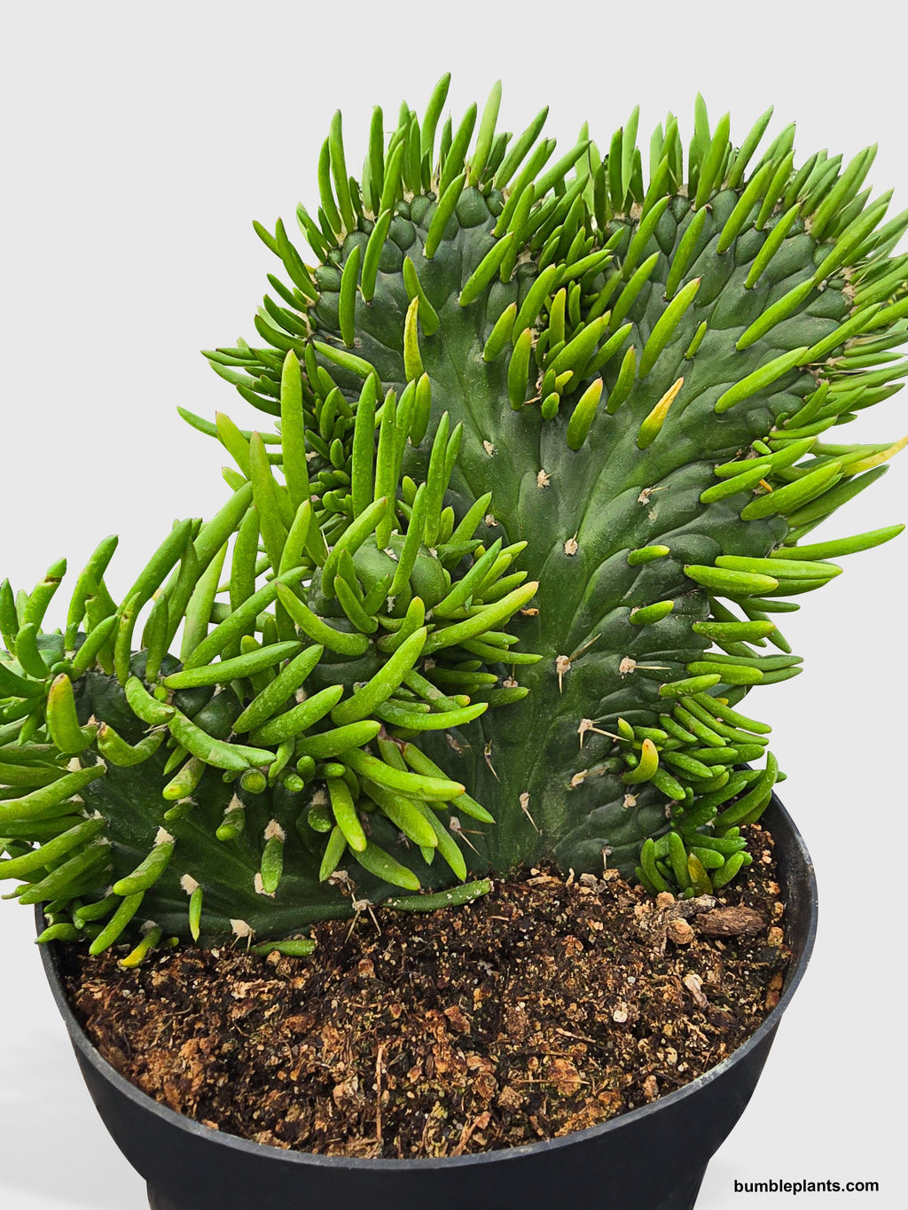 Bumble Plants Opuntia Subulata Eve's Needle Cactus