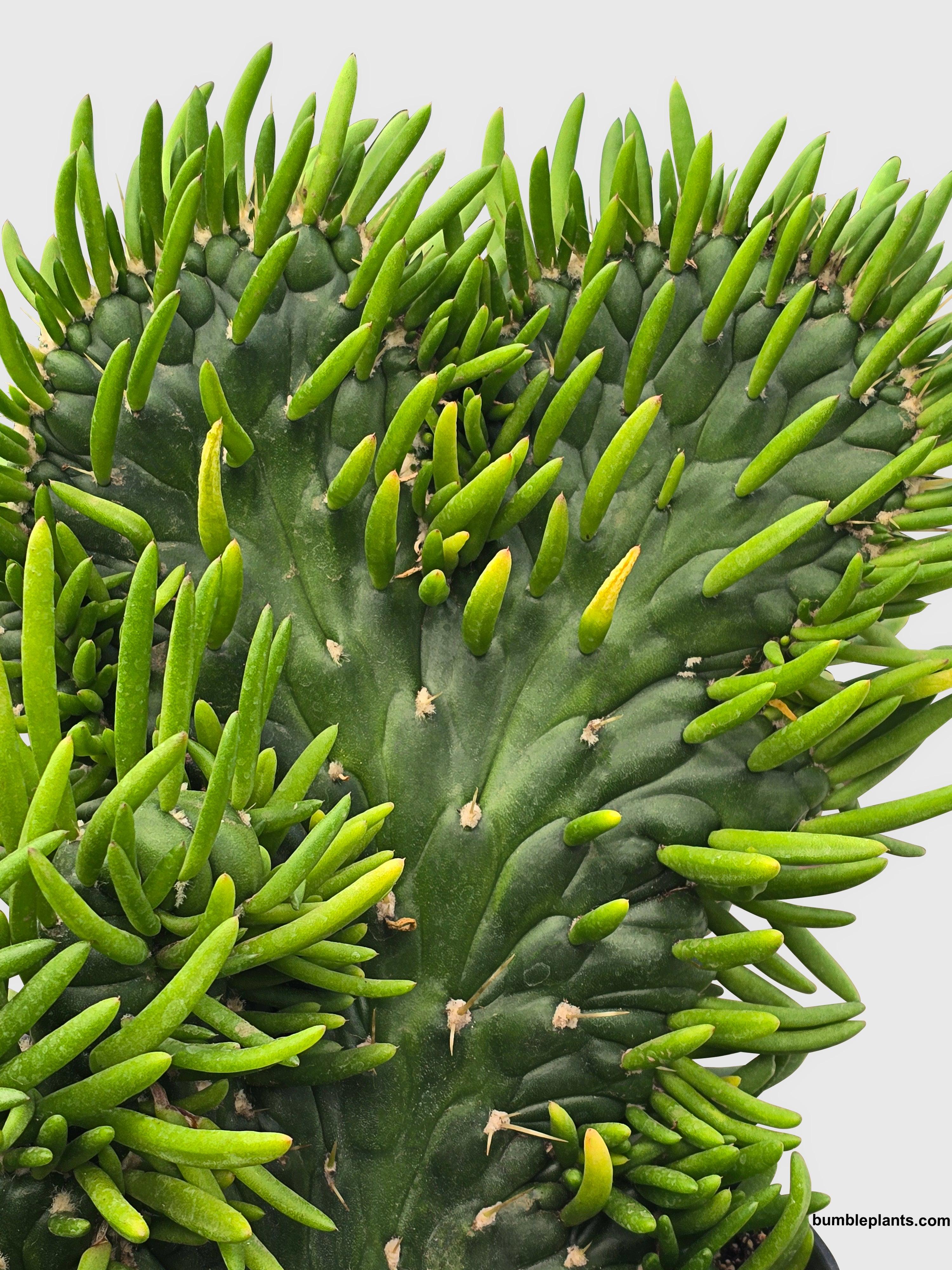 Bumble Plants Opuntia Subulata Eve's Needle Cactus