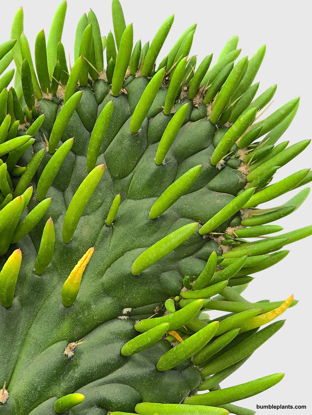 Bumble Plants Opuntia Subulata Eve's Needle Cactus