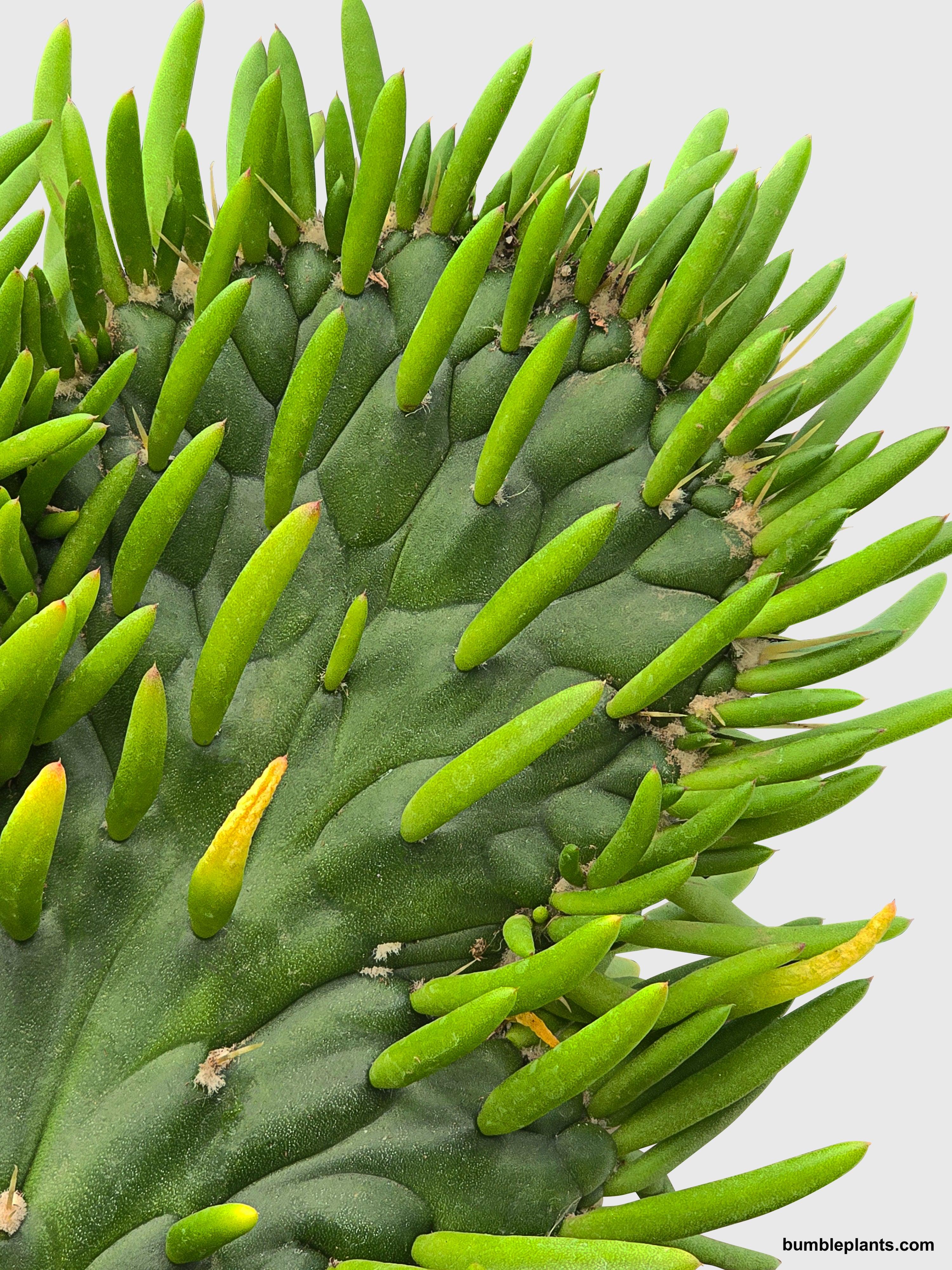 Bumble Plants Opuntia Subulata Eve's Needle Cactus