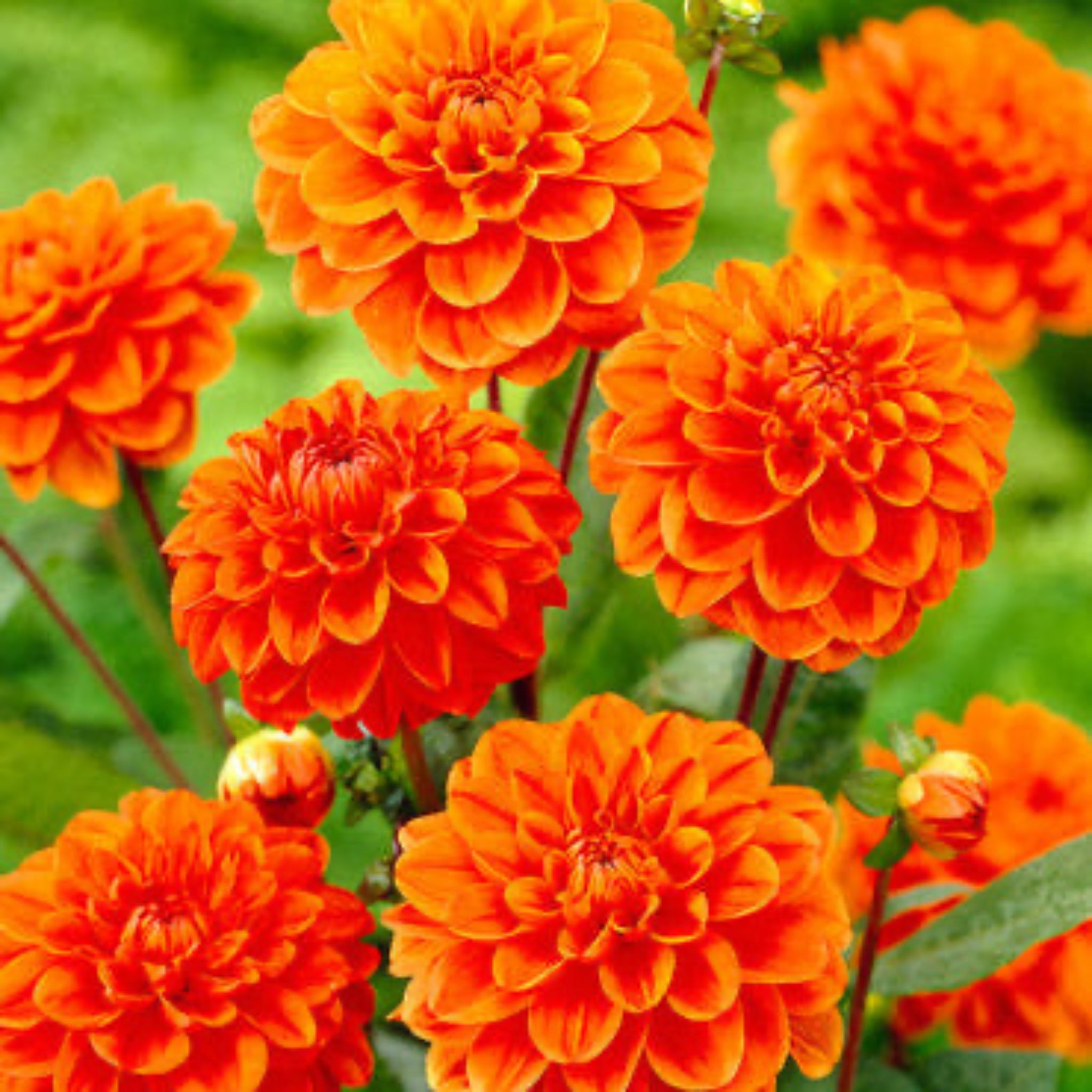 Orange Nugget Dahlia Bulbs | Heirloom Boulevard