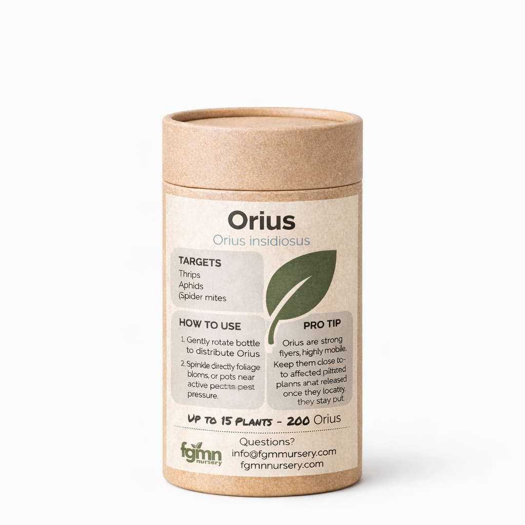 FGMN Nursery Orius Insidiosus X-Large — Up to 150 Plants (2000 Orius) | Heirloom Boulevard