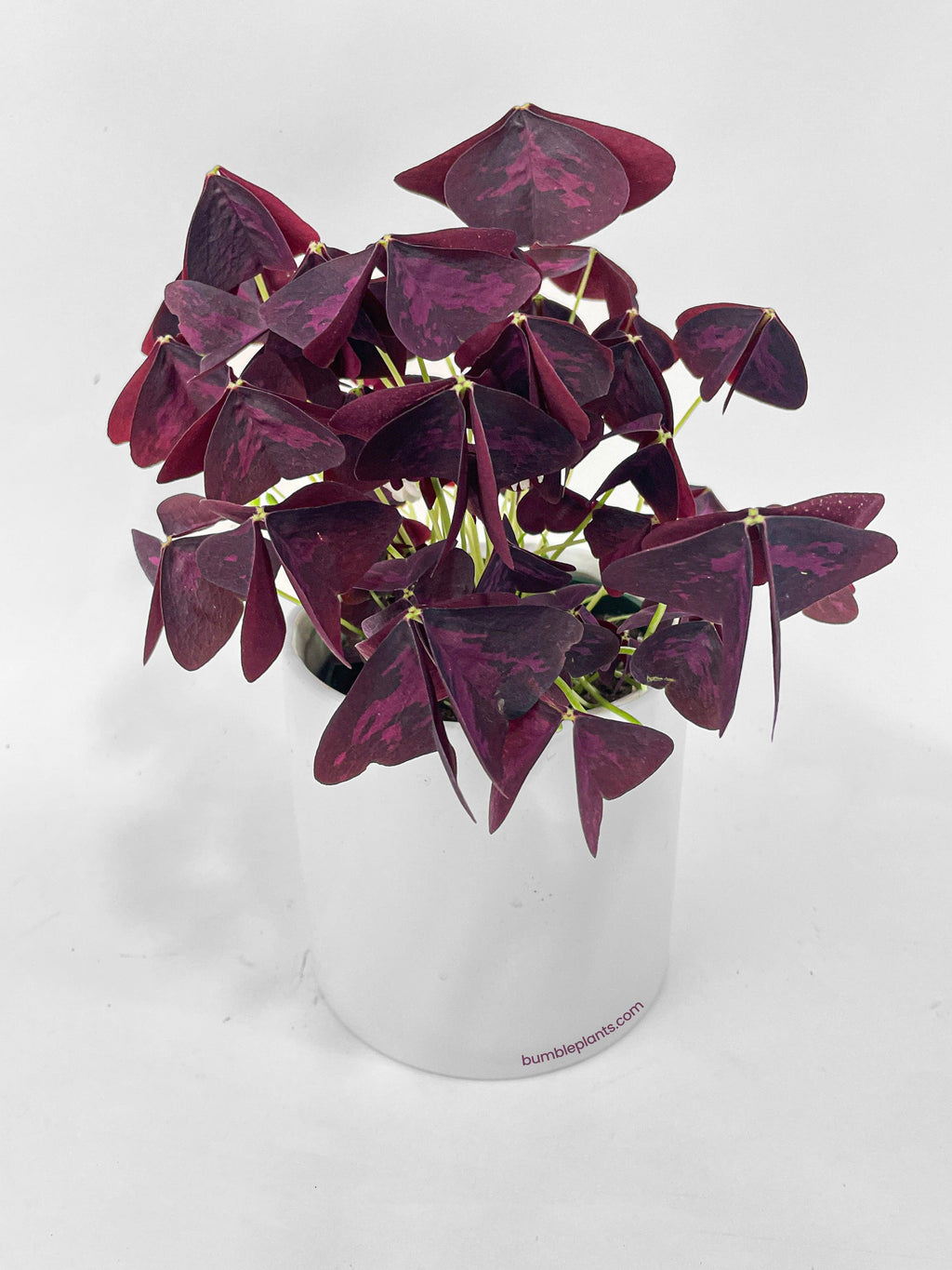 Bumble Plants Oxalis Triangularis Purple False Shamrock