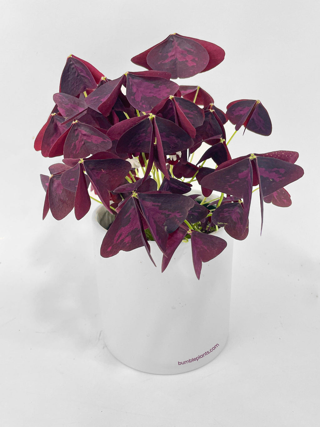 Bumble Plants Oxalis Triangularis Purple False Shamrock