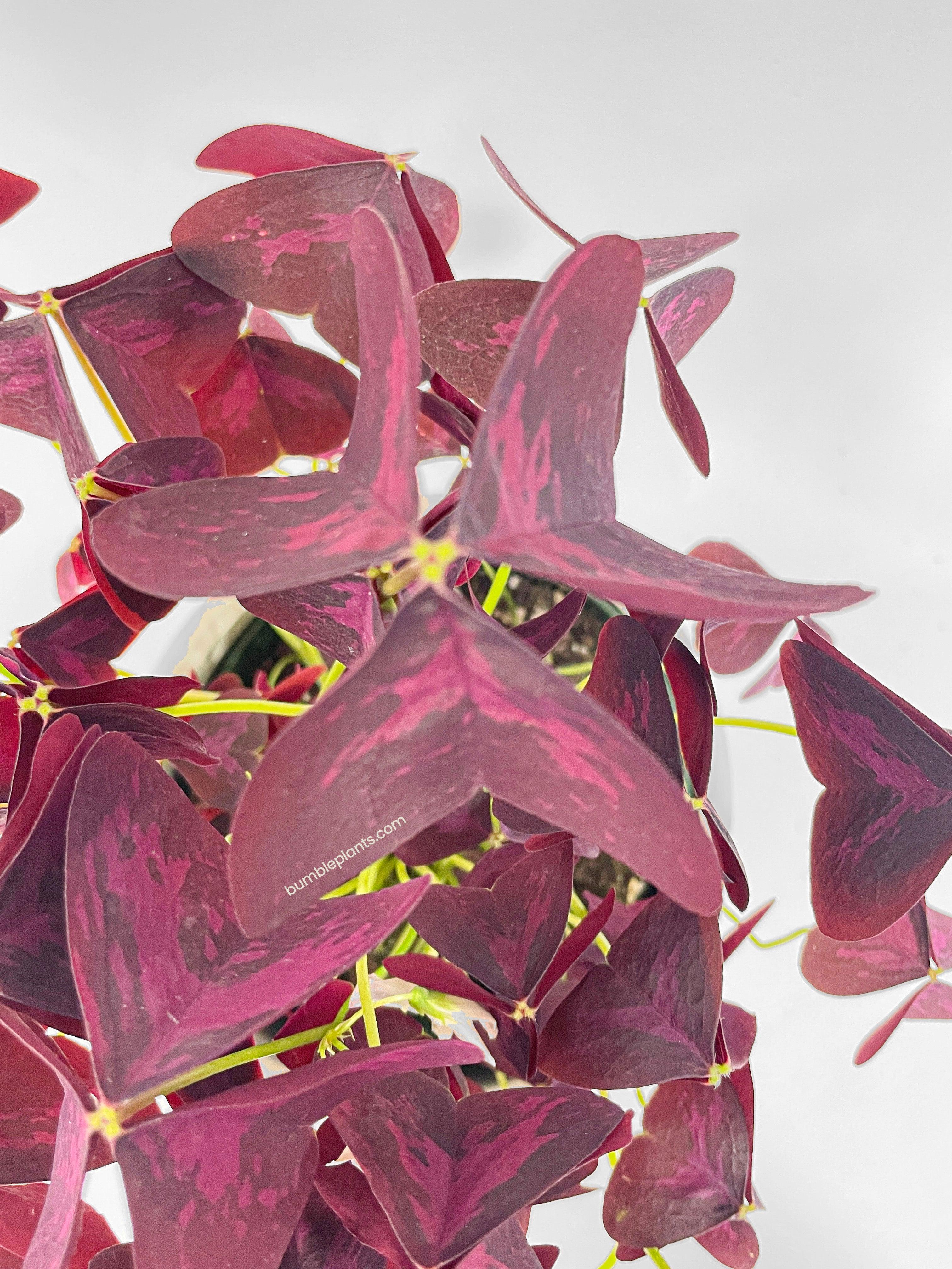 Bumble Plants Oxalis Triangularis Purple False Shamrock