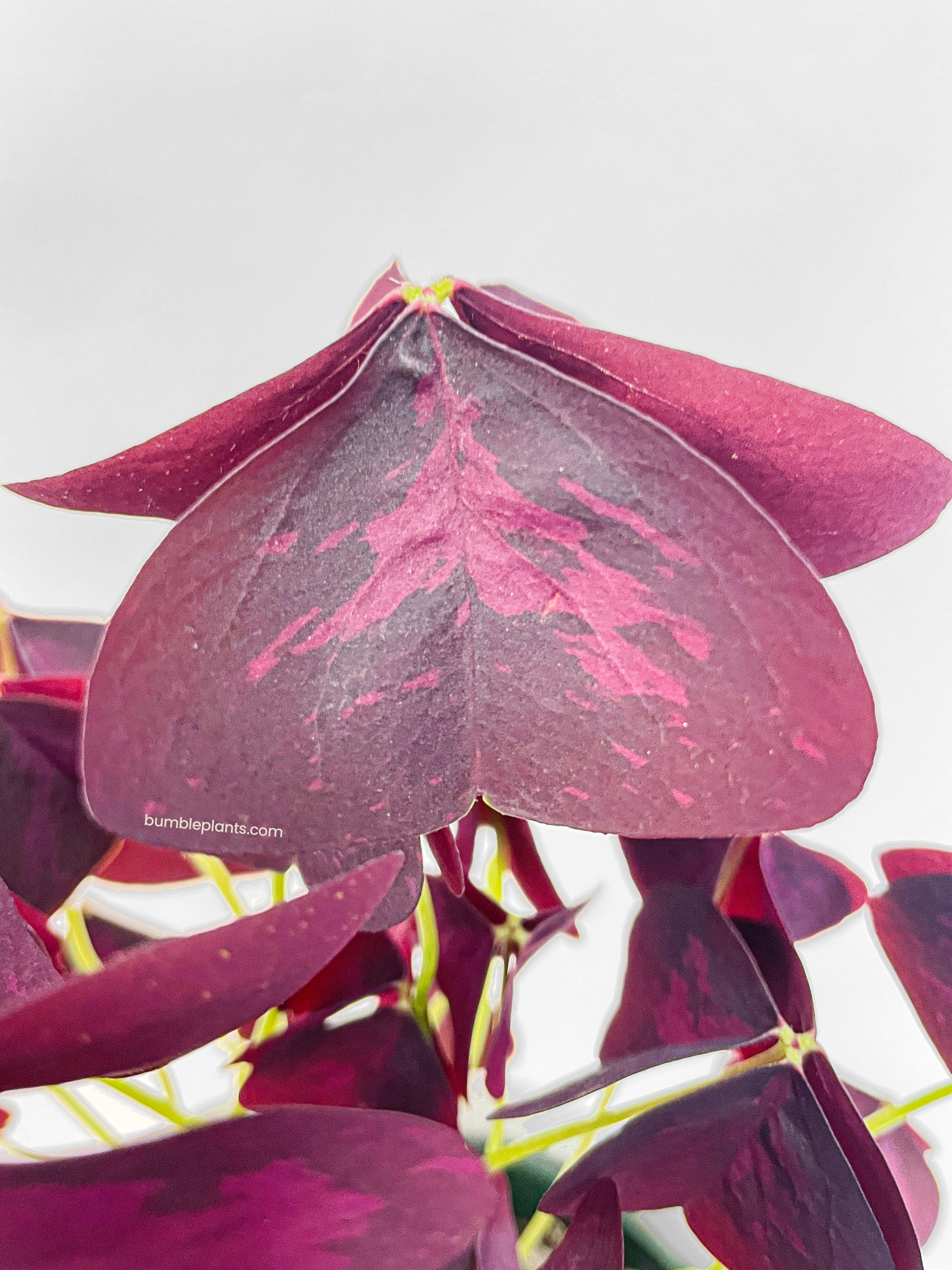 Bumble Plants Oxalis Triangularis Purple False Shamrock