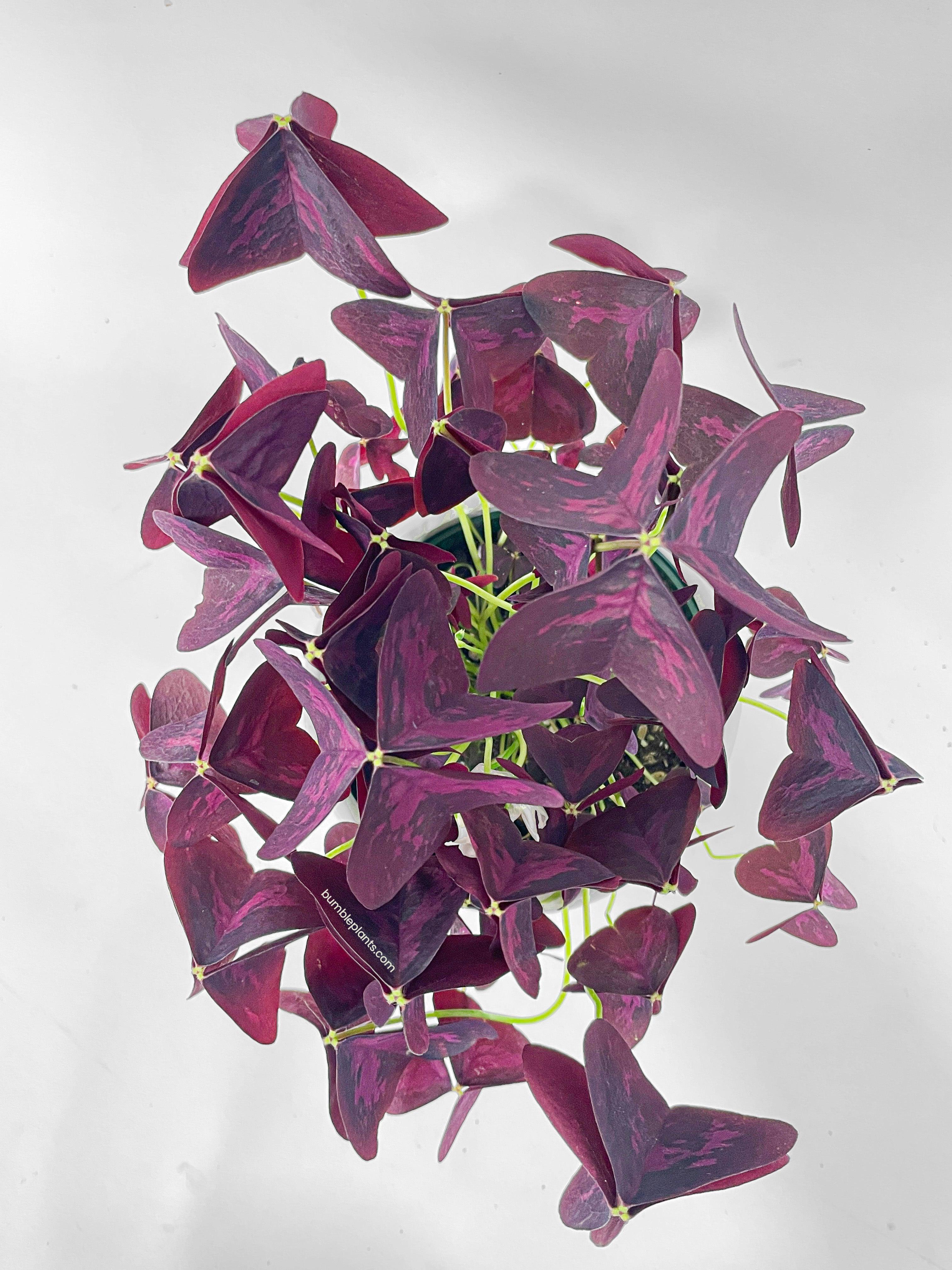 Bumble Plants Oxalis Triangularis Purple False Shamrock