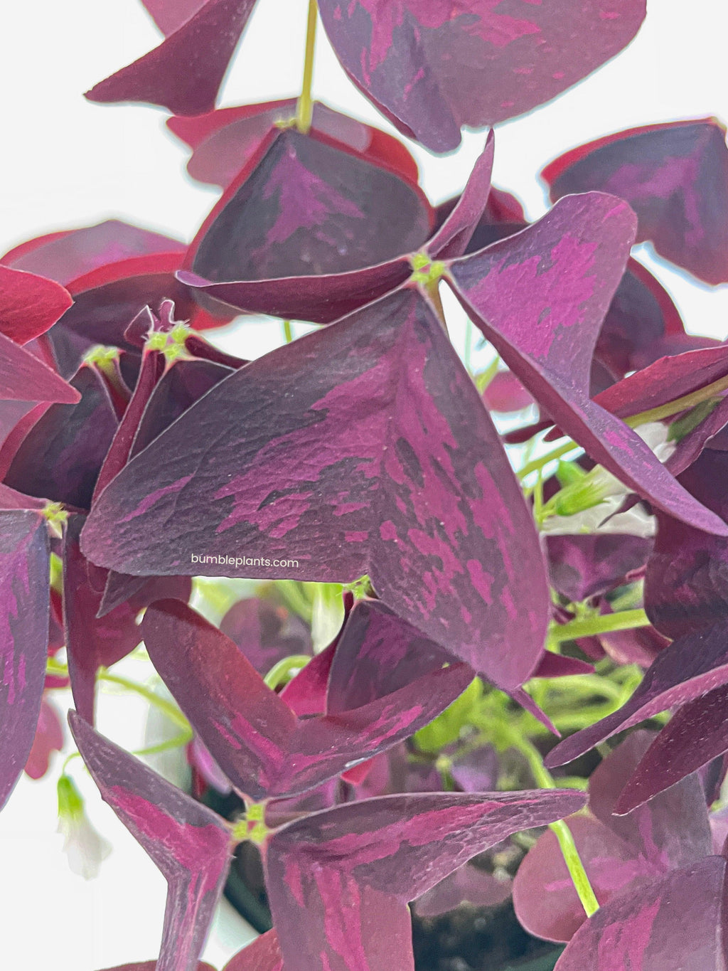 Bumble Plants Oxalis Triangularis Purple False Shamrock