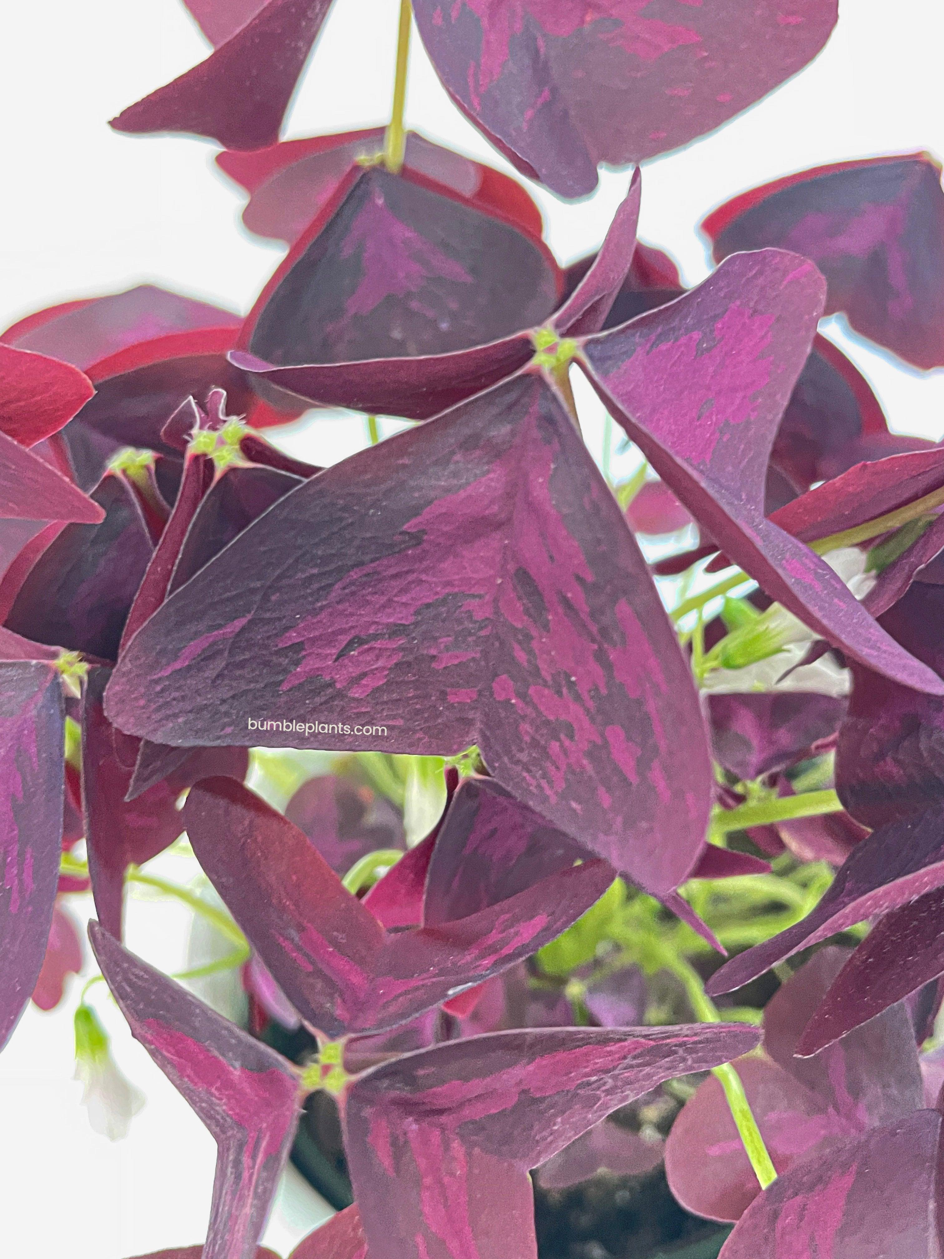Bumble Plants Oxalis Triangularis Purple False Shamrock