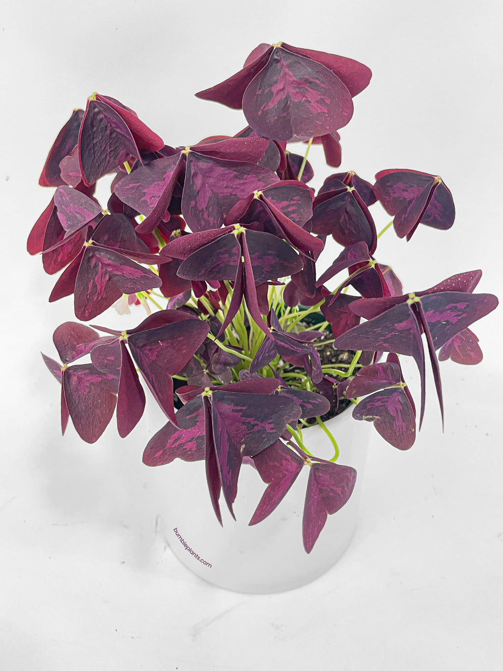 Bumble Plants Oxalis Triangularis Purple False Shamrock