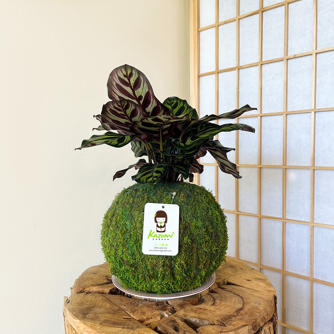 Kazumi Garden Calathea Makoyana | Moss Ball Kokedama | Heirloom Boulevard