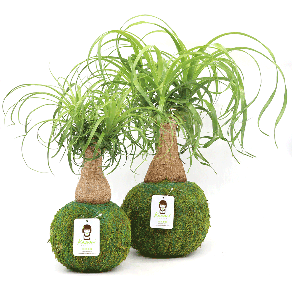 Kazumi Garden Ponytail Palm | Moss Ball Kokedamas | Heirloom Boulevard