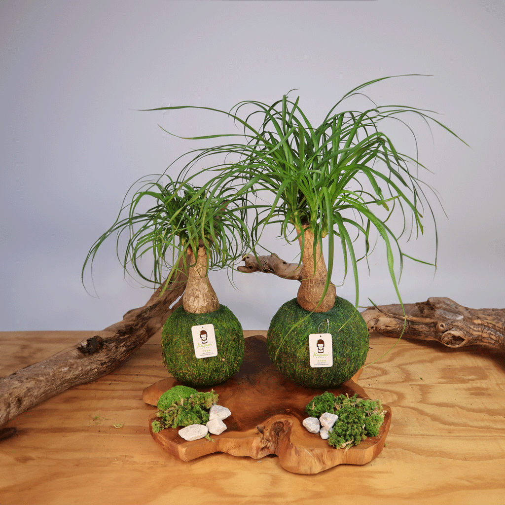 Kazumi Garden Ponytail Palm | Moss Ball Kokedamas | Heirloom Boulevard