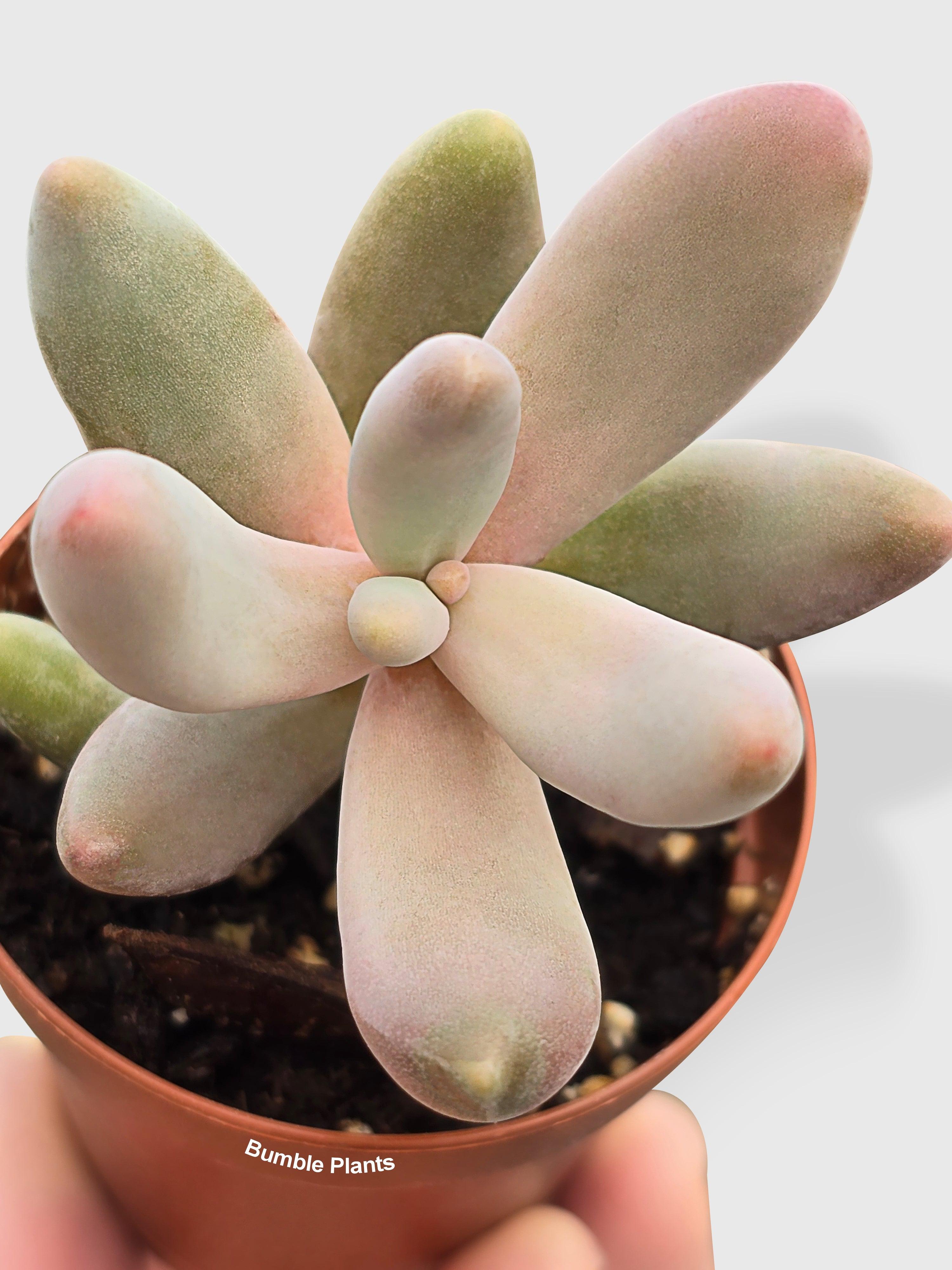 Bumble Plants Pachyphytum Fittkaui