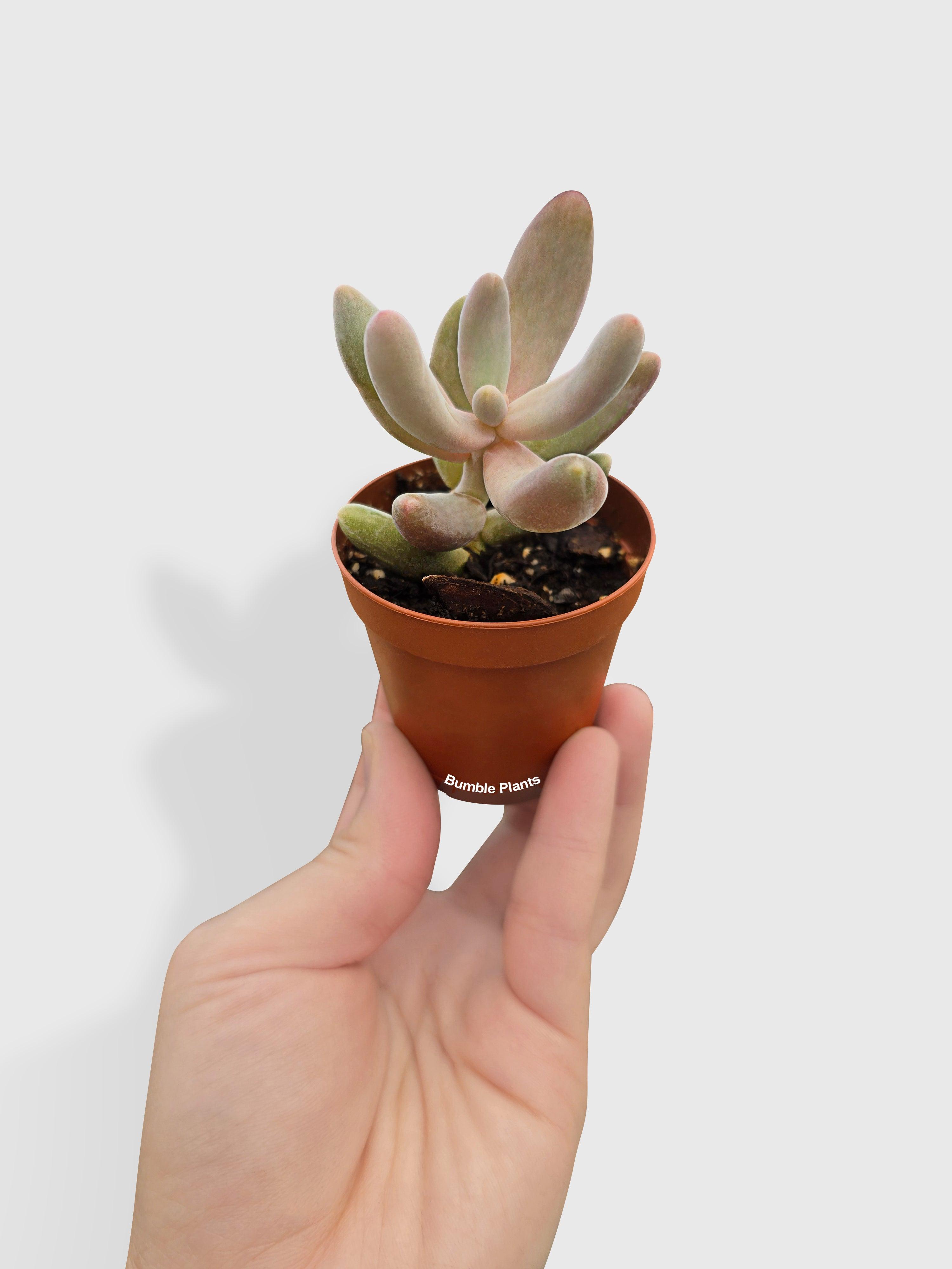 Bumble Plants Pachyphytum Fittkaui