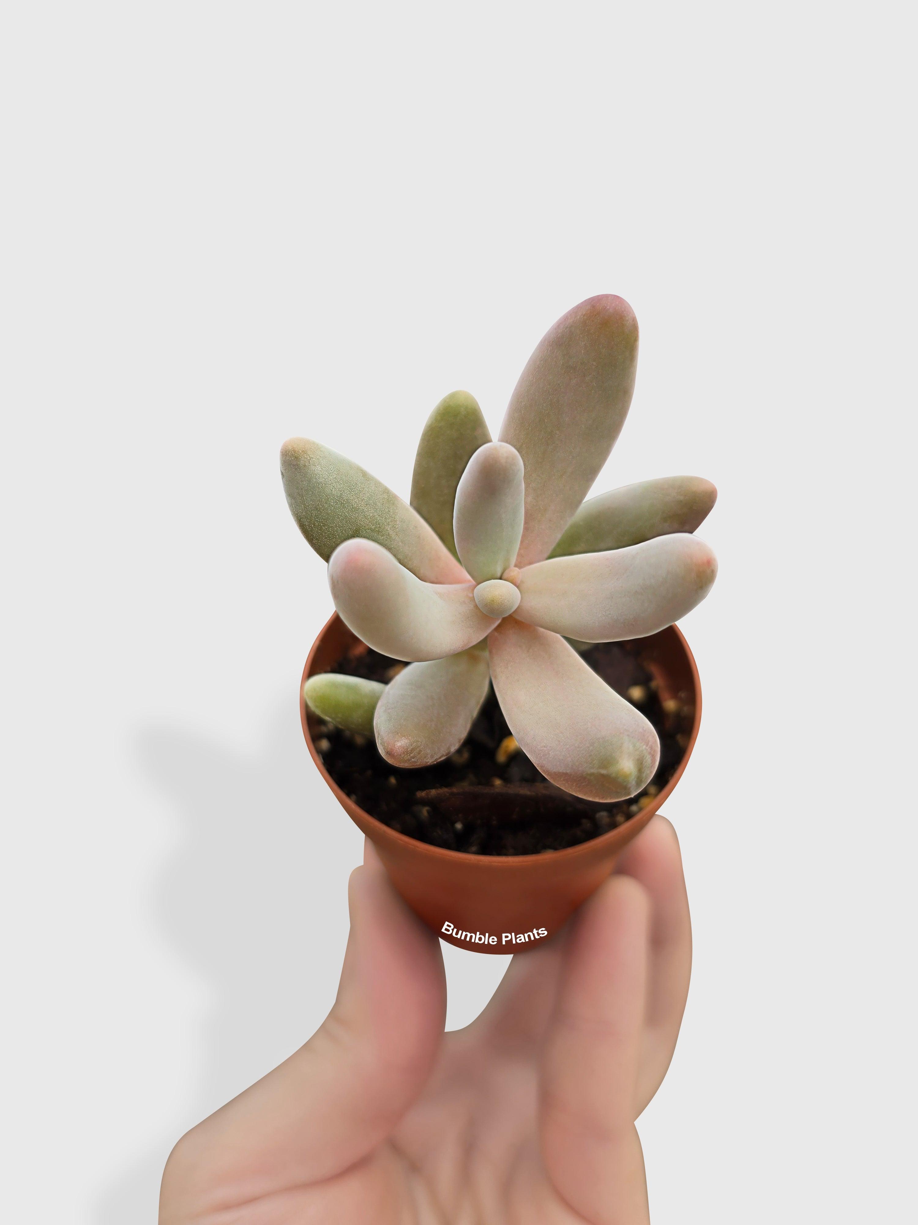 Bumble Plants Pachyphytum Fittkaui