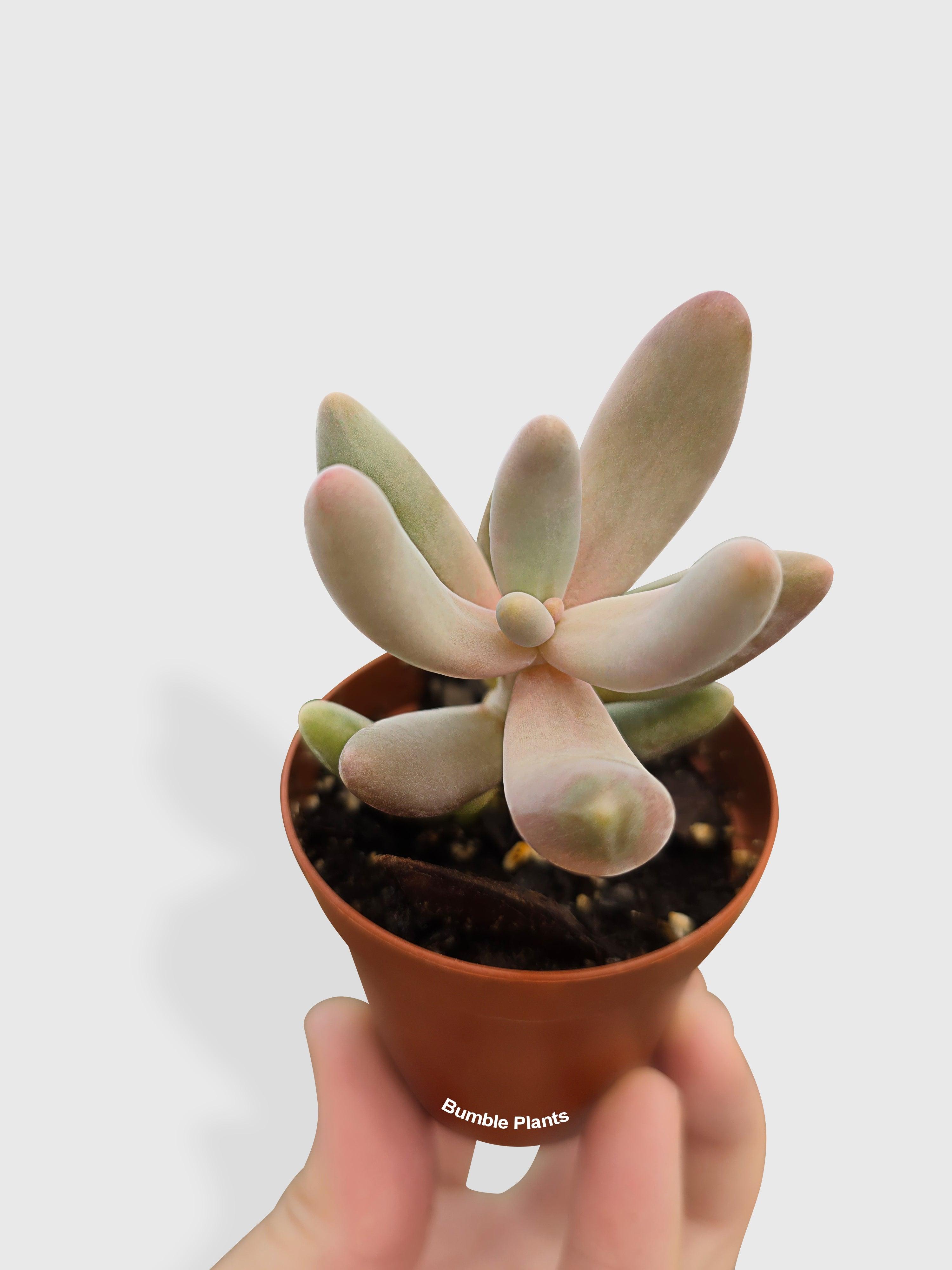 Bumble Plants Pachyphytum Fittkaui