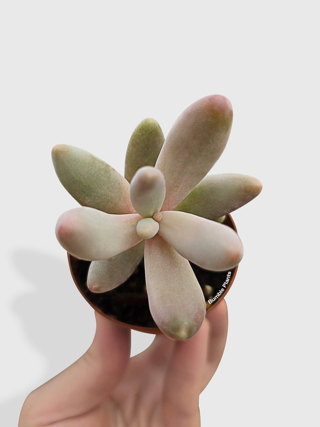 Bumble Plants Pachyphytum Fittkaui