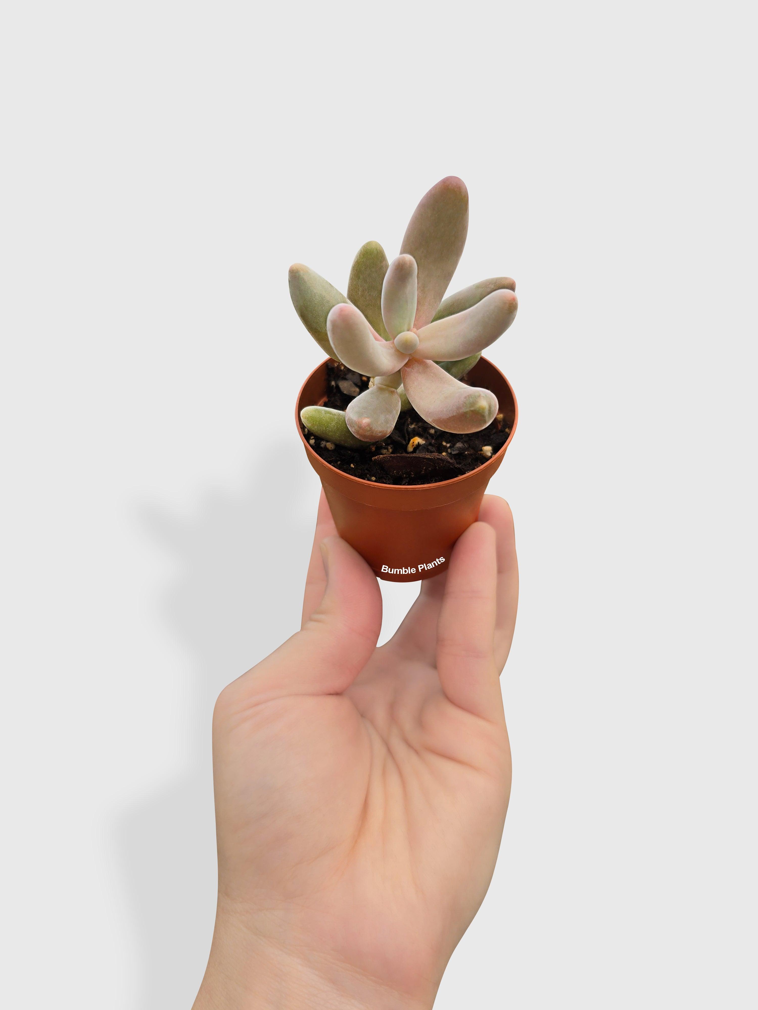 Bumble Plants Pachyphytum Fittkaui
