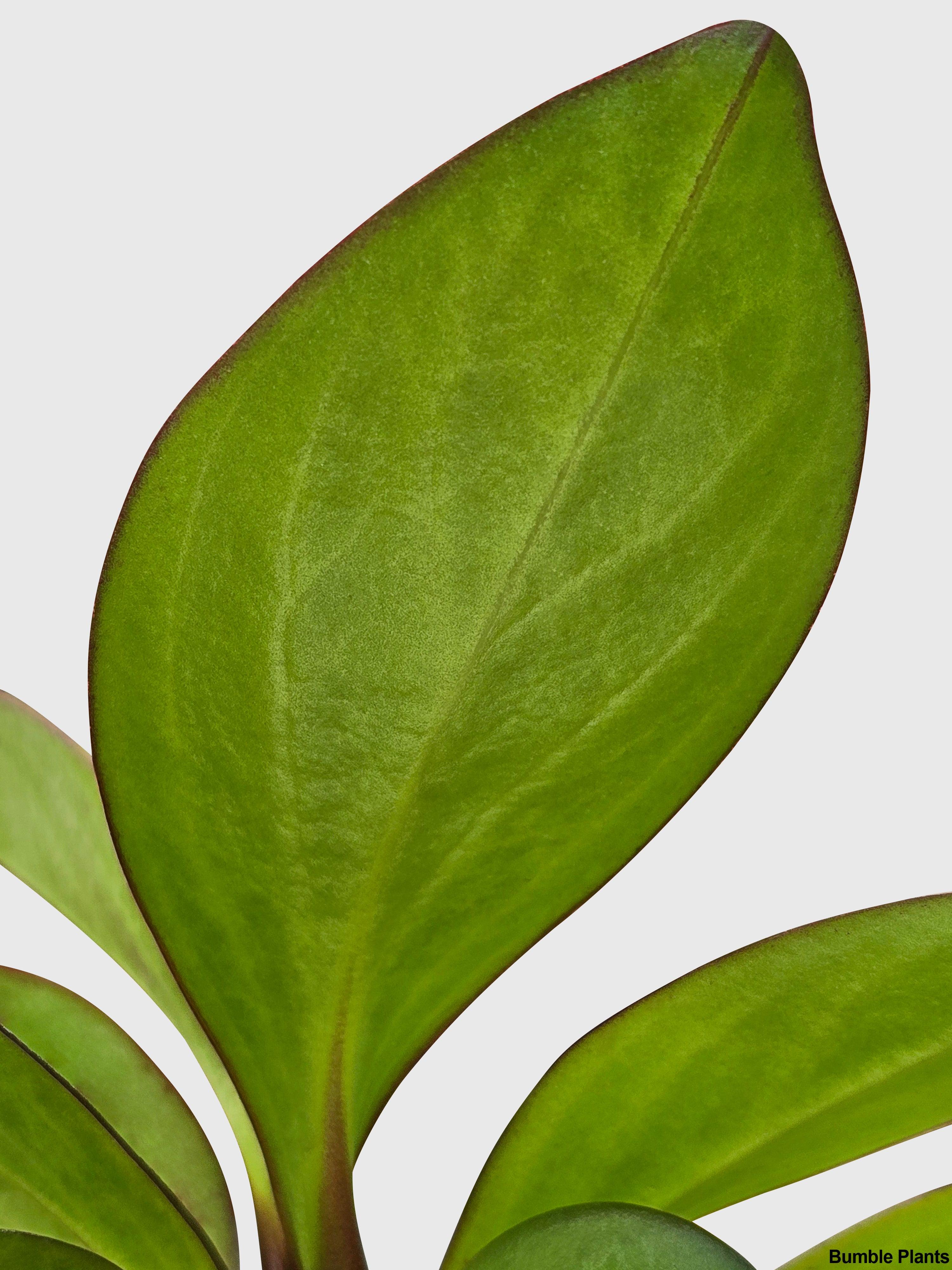 Bumble Plants Peperomia Clusiifolia 'Red Eagle'
