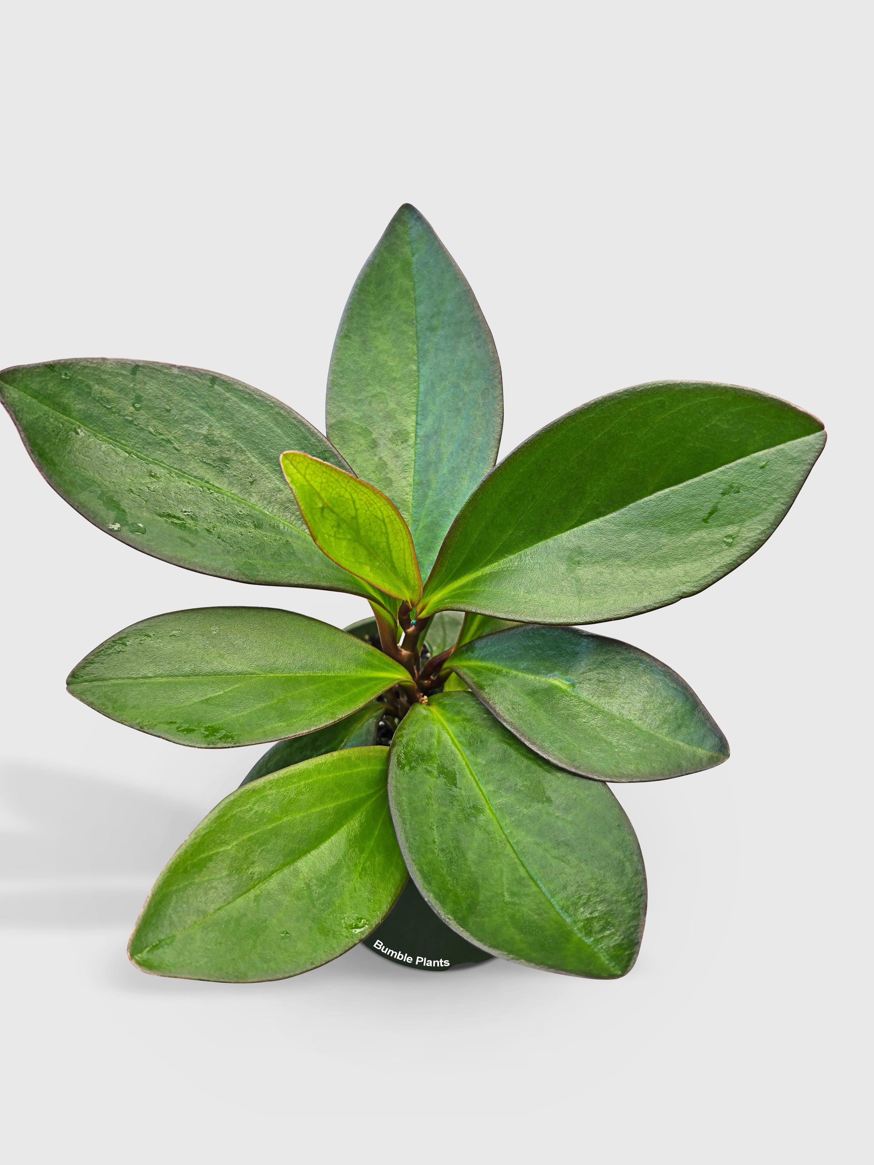 Bumble Plants Peperomia Clusiifolia 'Red Eagle'