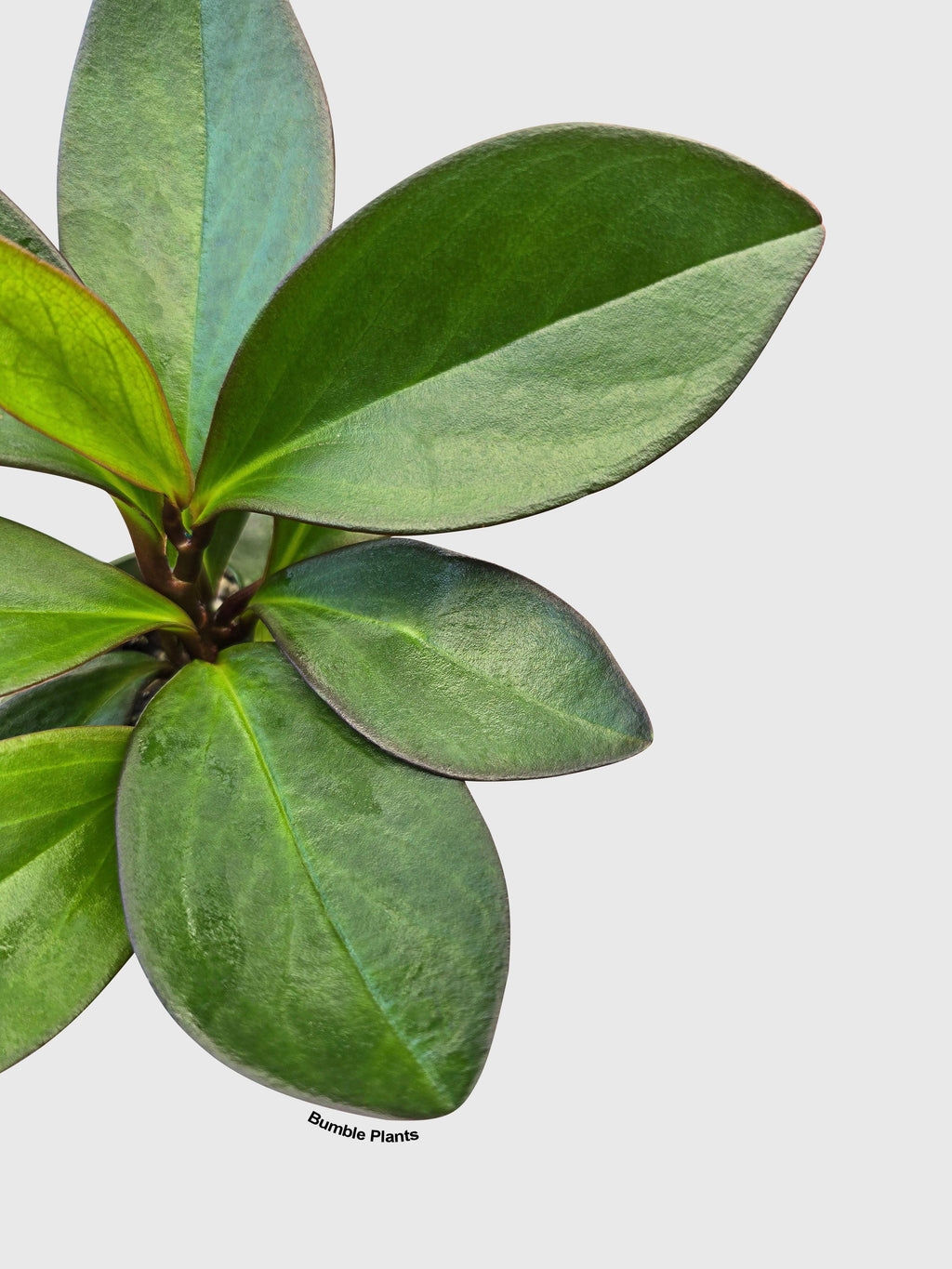 Bumble Plants Peperomia Clusiifolia 'Red Eagle'