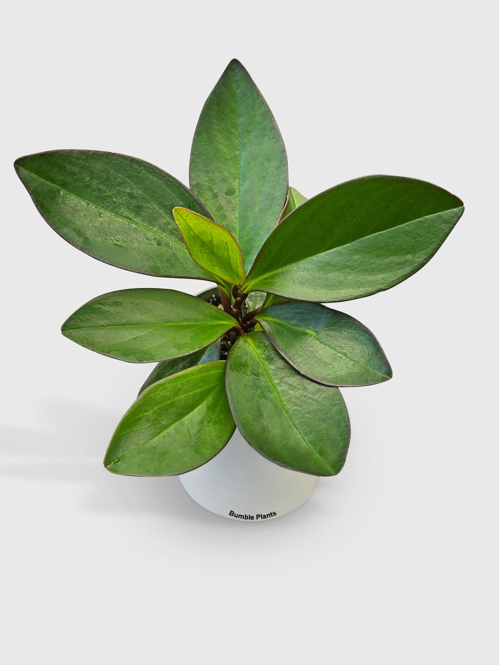 Bumble Plants Peperomia Clusiifolia 'Red Eagle'