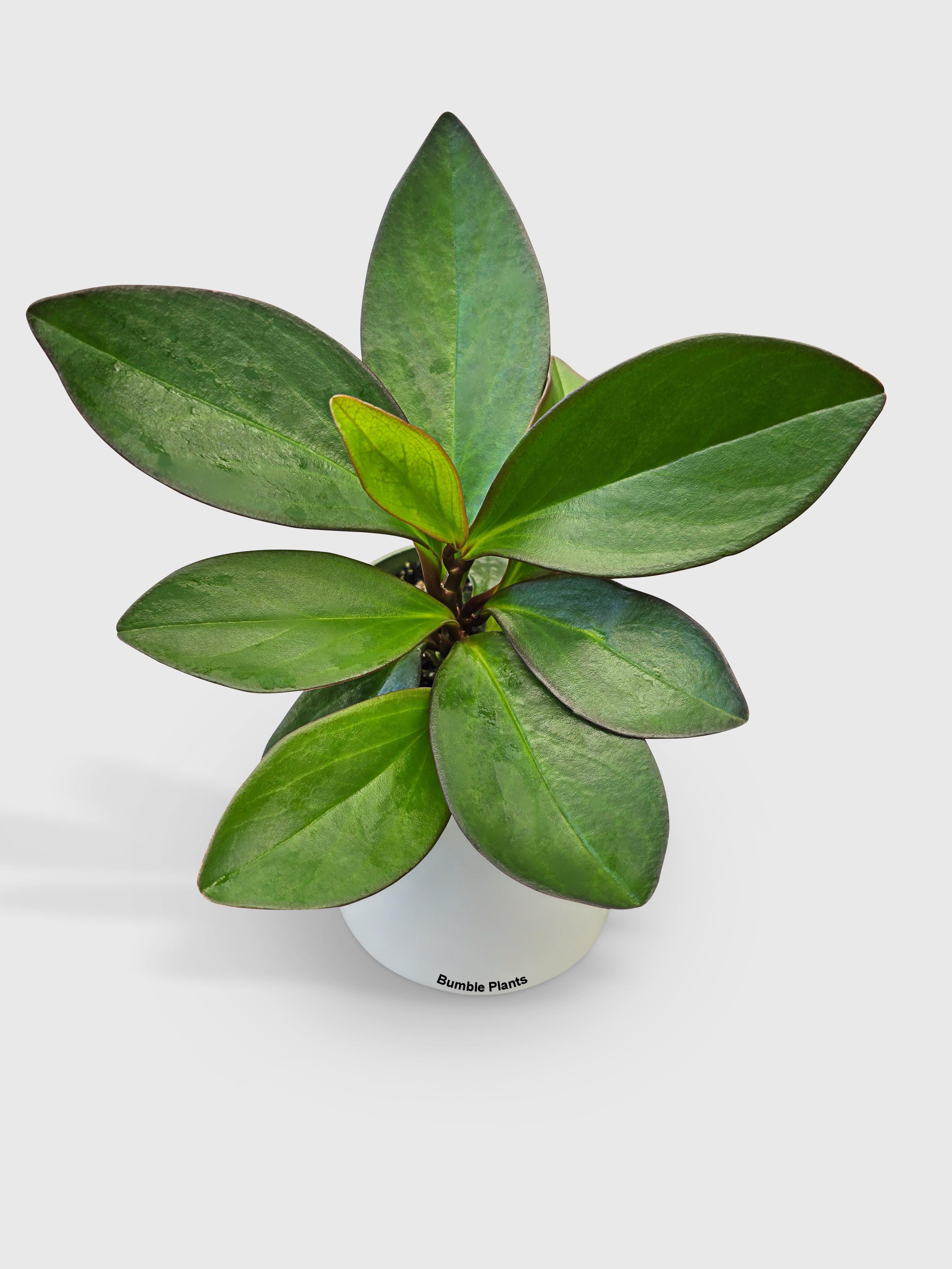 Bumble Plants Peperomia Clusiifolia 'Red Eagle'