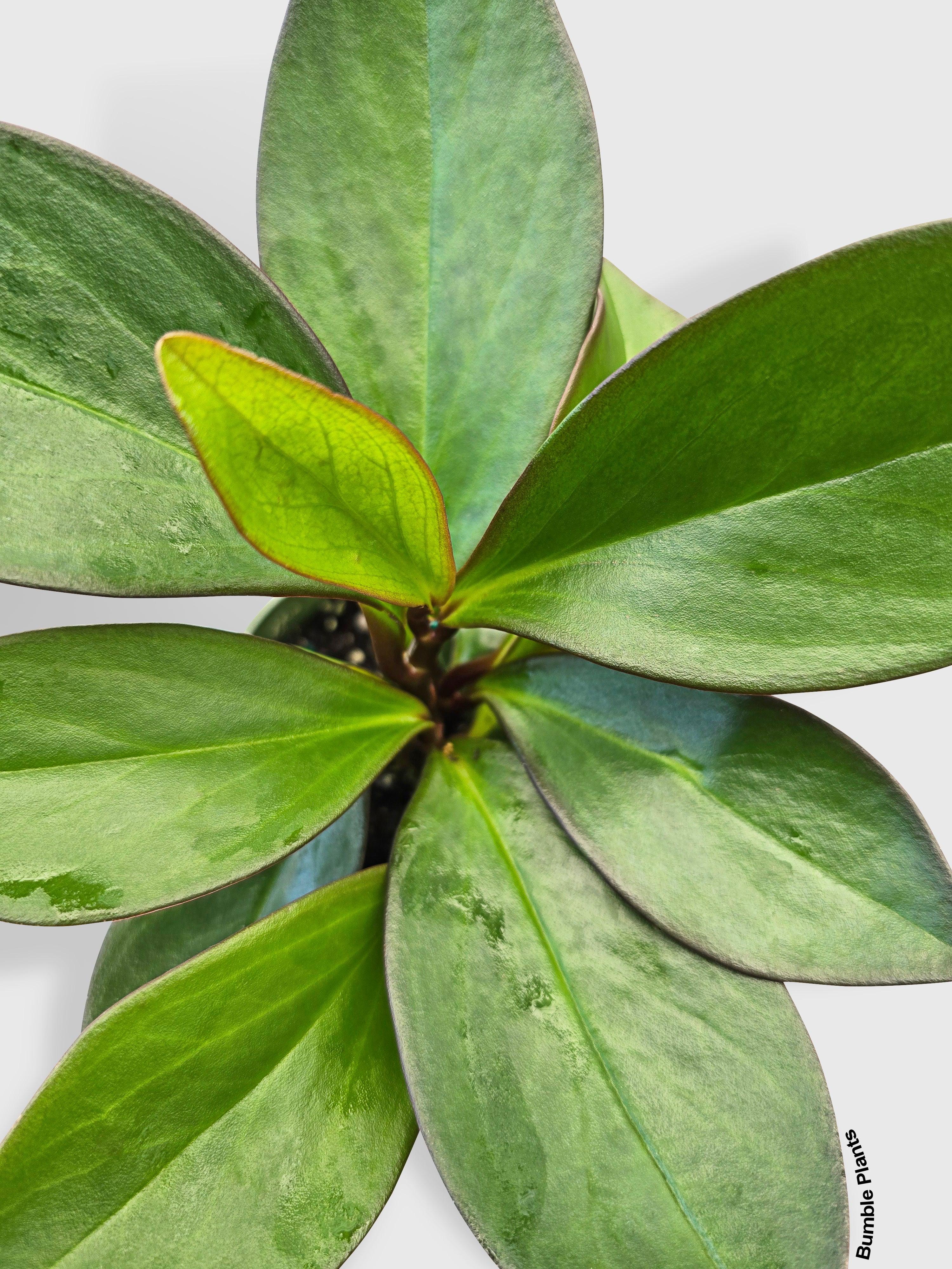 Bumble Plants Peperomia Clusiifolia 'Red Eagle'
