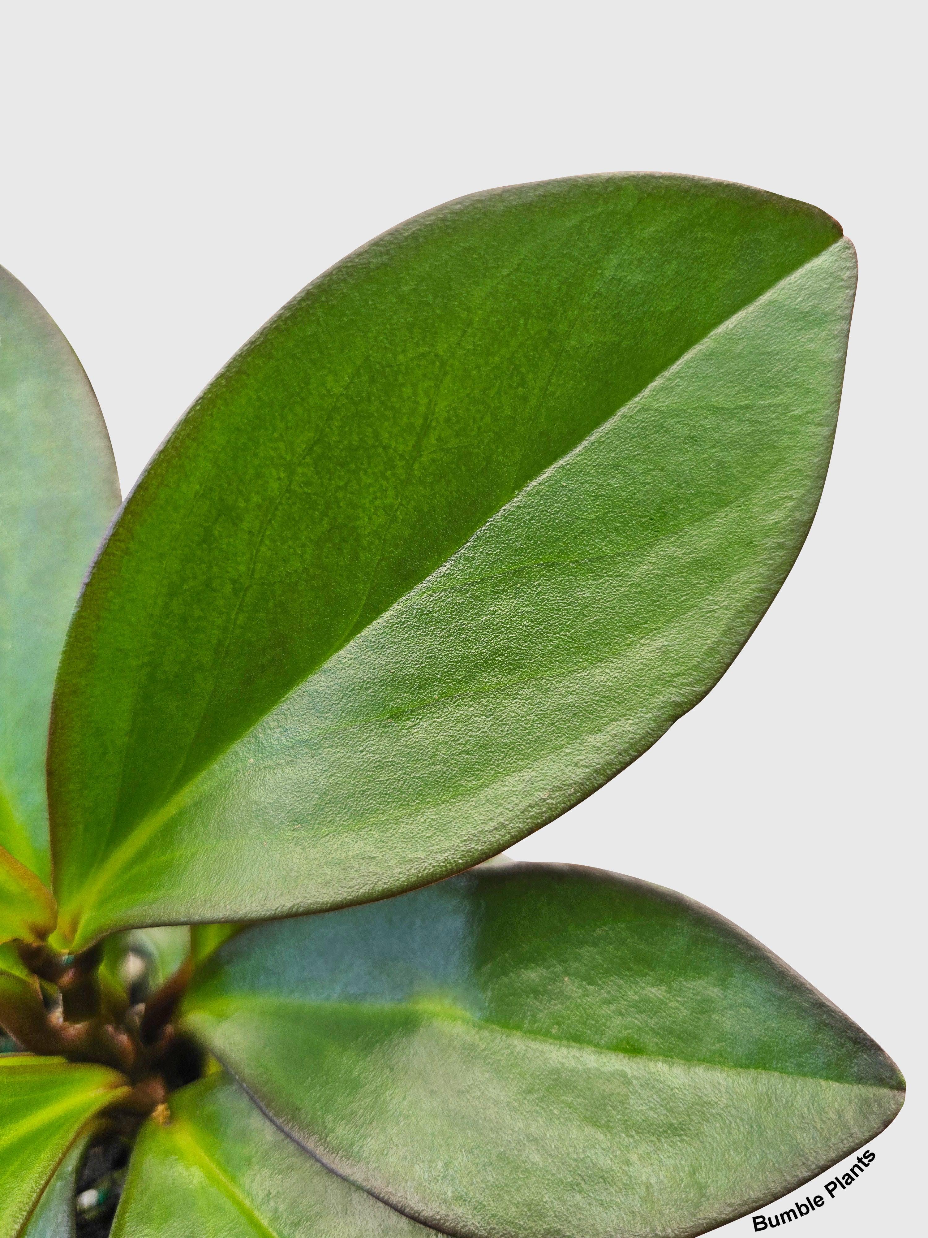Bumble Plants Peperomia Clusiifolia 'Red Eagle'