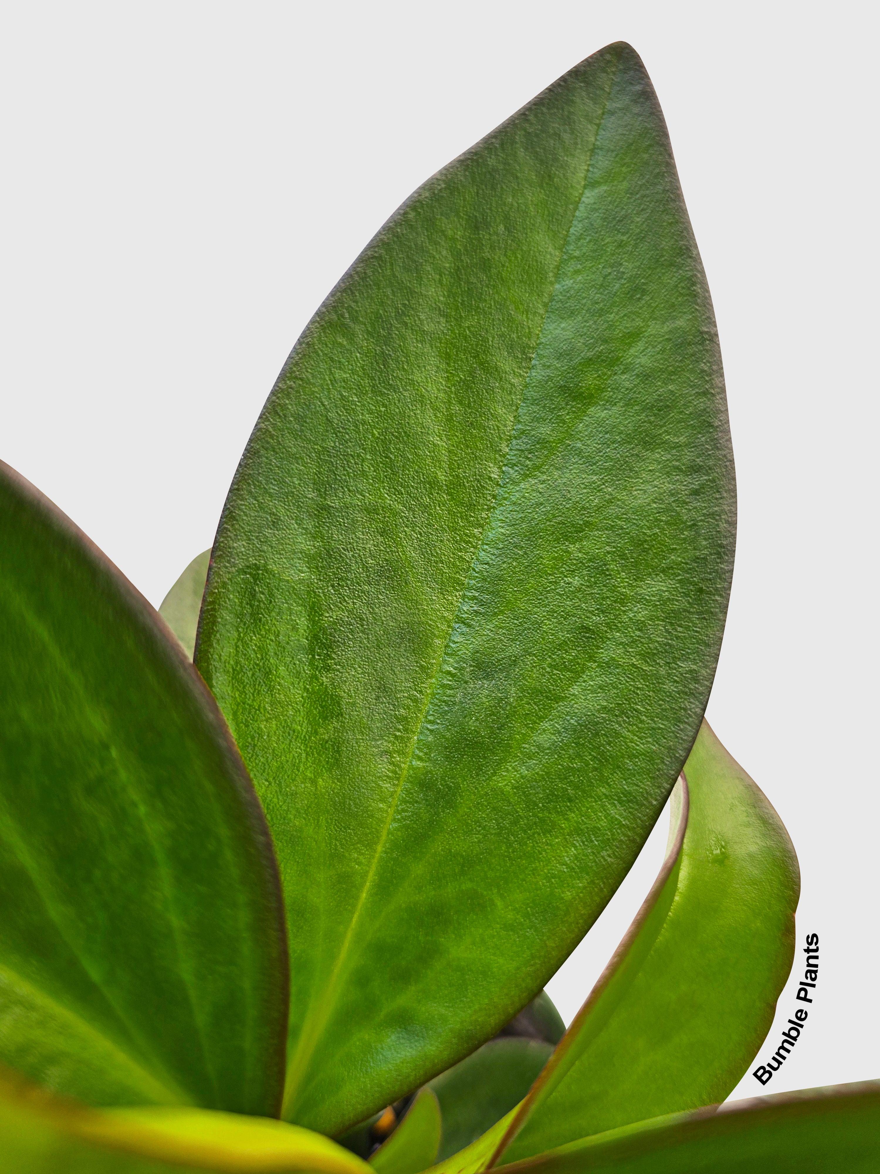 Bumble Plants Peperomia Clusiifolia 'Red Eagle'