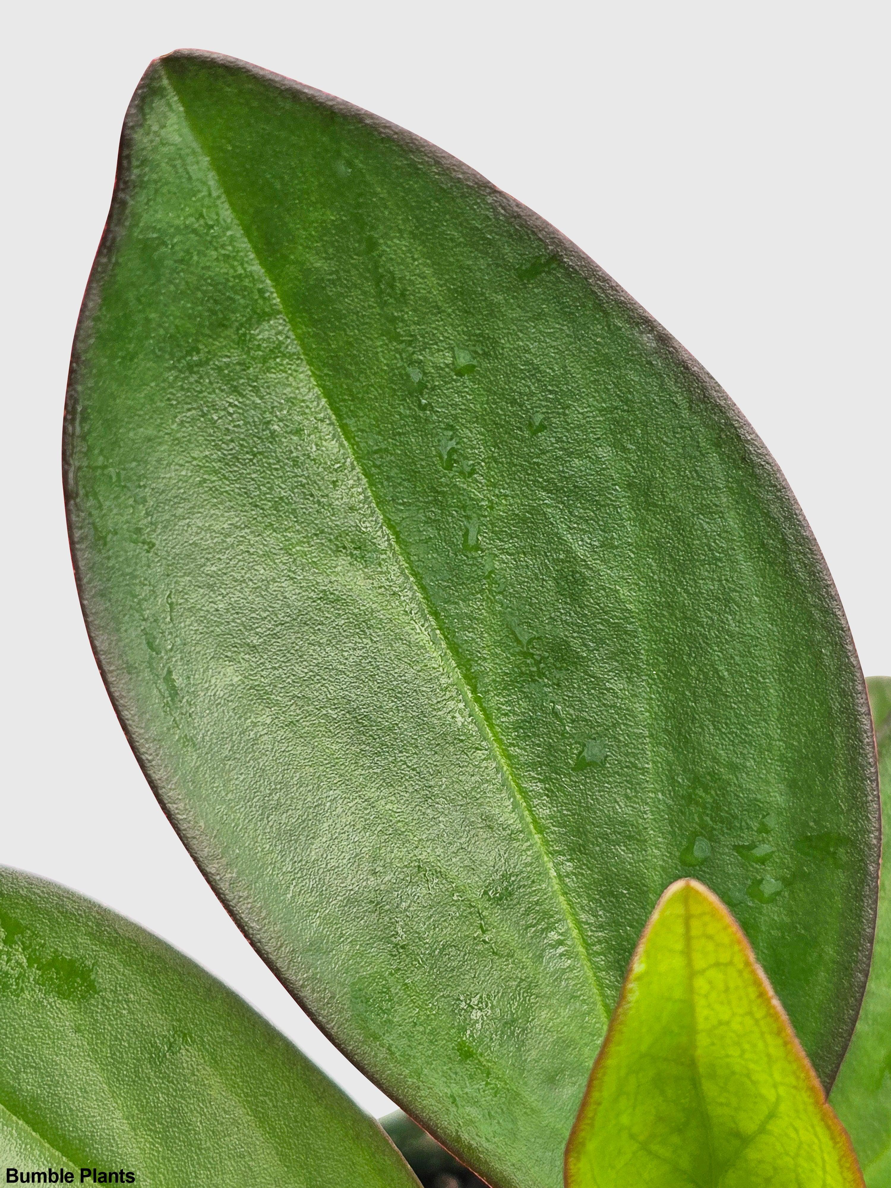 Bumble Plants Peperomia Clusiifolia 'Red Eagle'