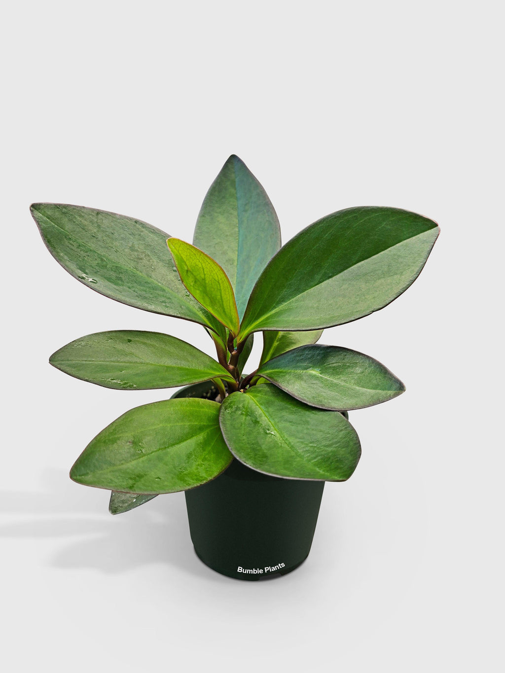 Bumble Plants Peperomia Clusiifolia 'Red Eagle'