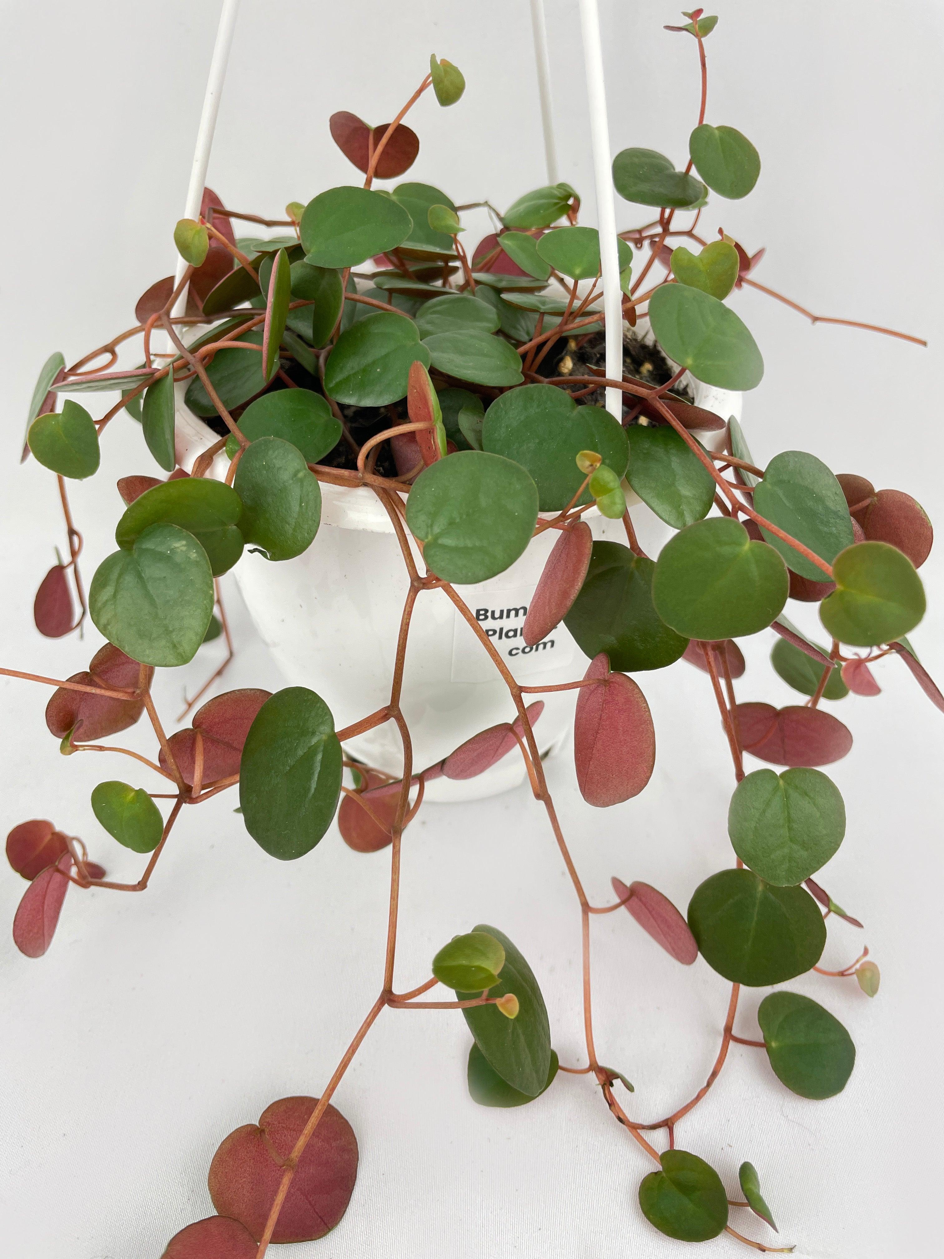 Peperomia Ruby Cascade 6" hanging pot | Heirloom Boulevard