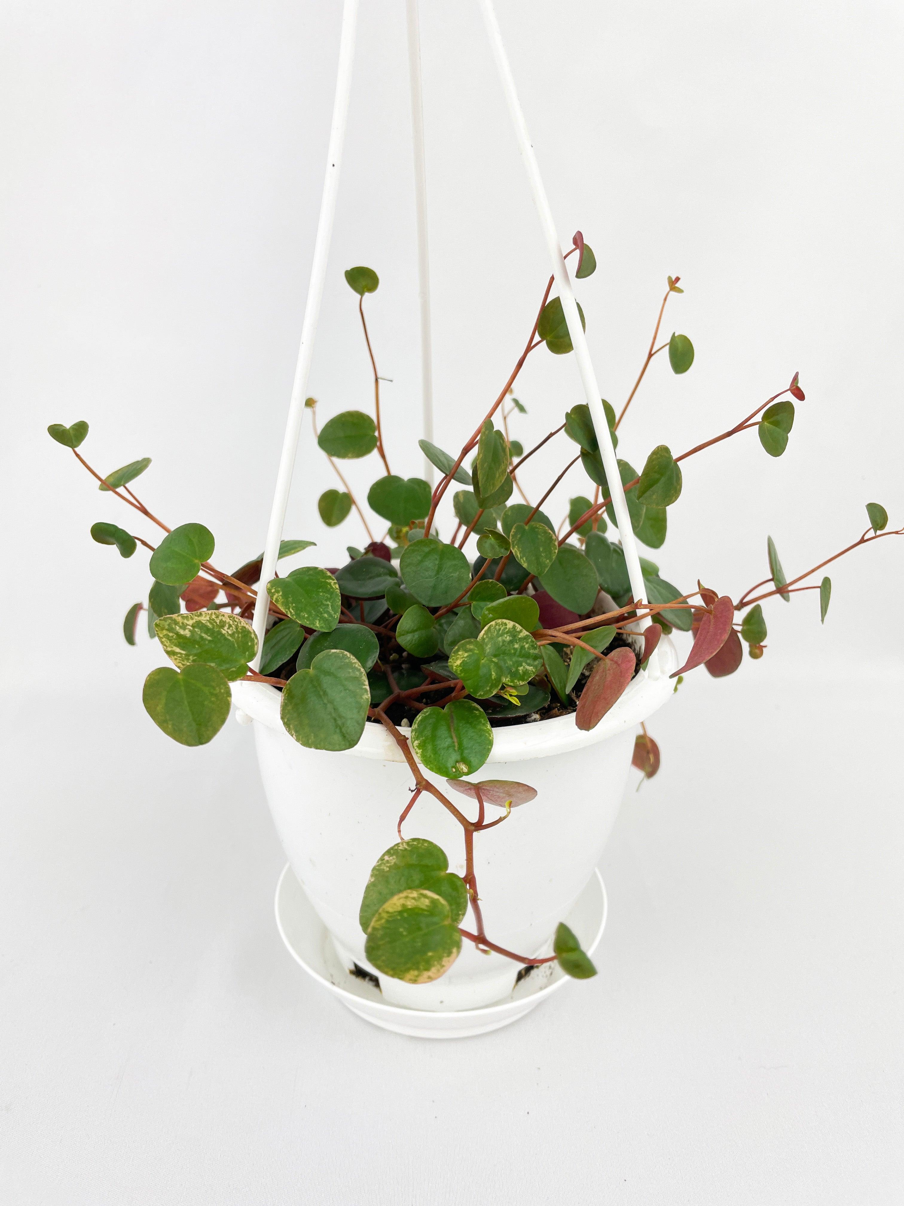 Peperomia Ruby Cascade 4" hanging pot | Heirloom Boulevard