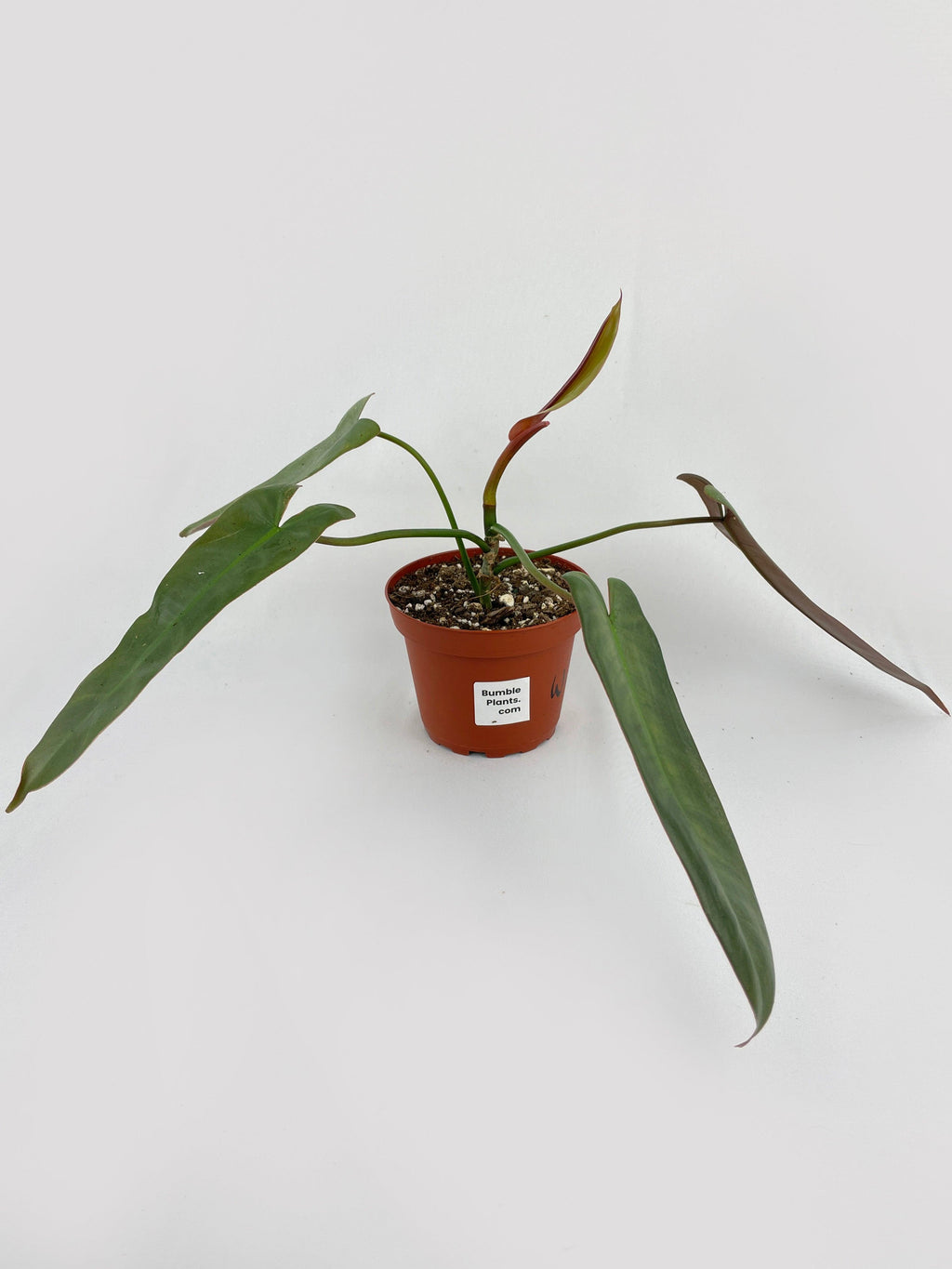 Philodendron Atabapoense | Heirloom Boulevard