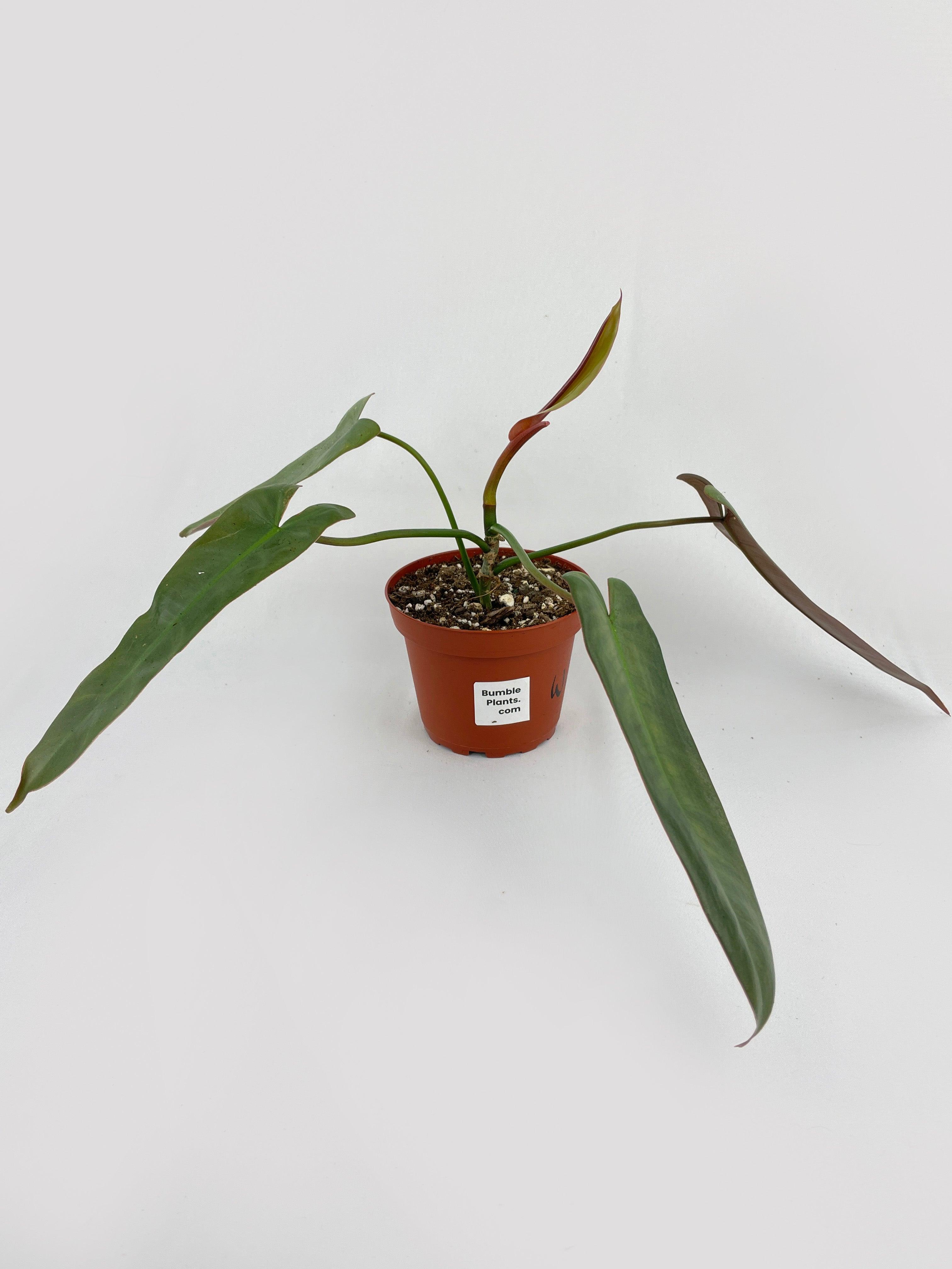 Philodendron Atabapoense | Heirloom Boulevard