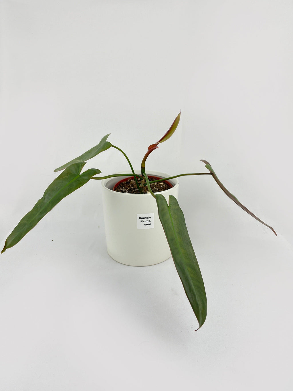 Philodendron Atabapoense | Heirloom Boulevard