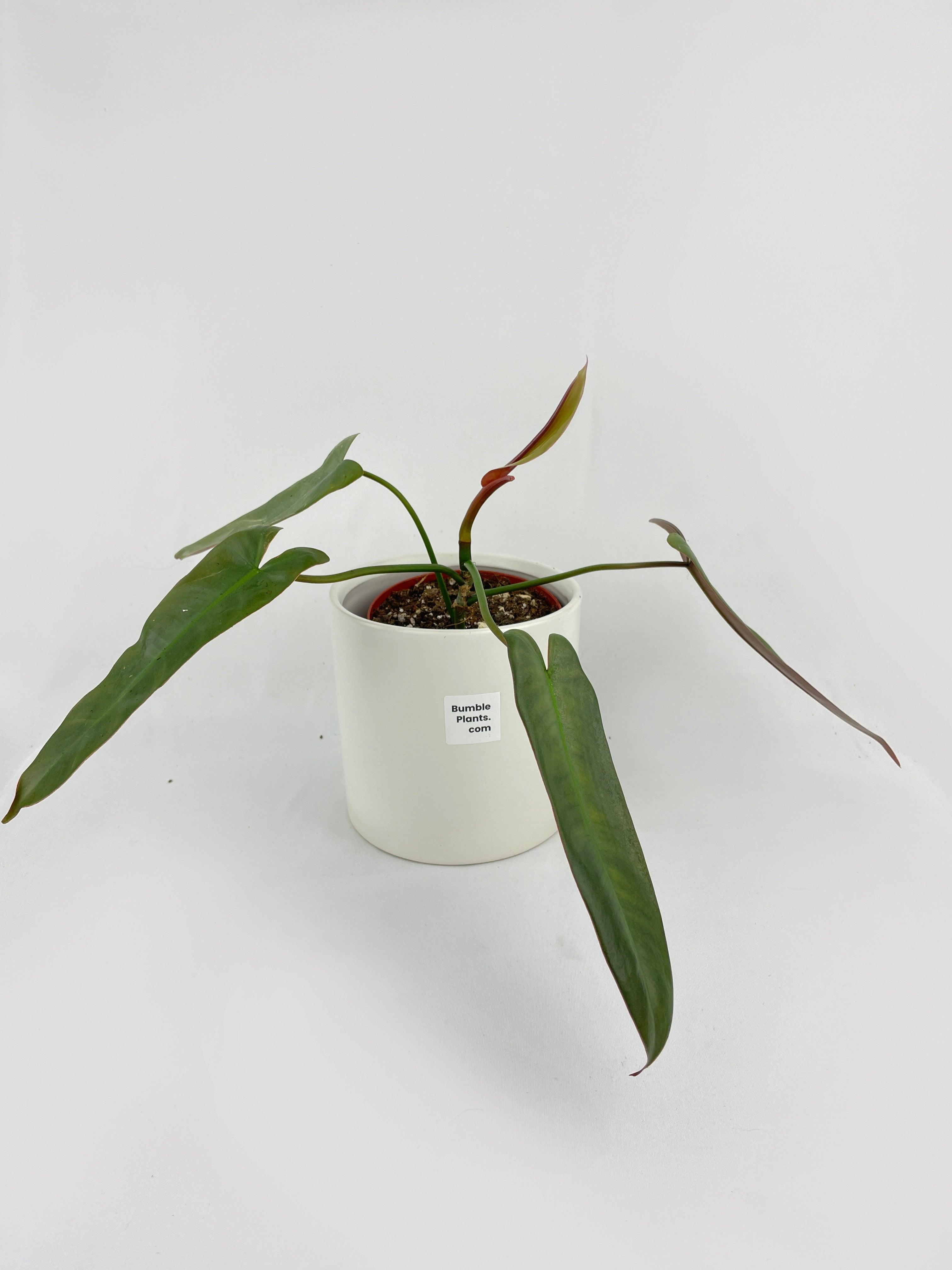 Philodendron Atabapoense | Heirloom Boulevard