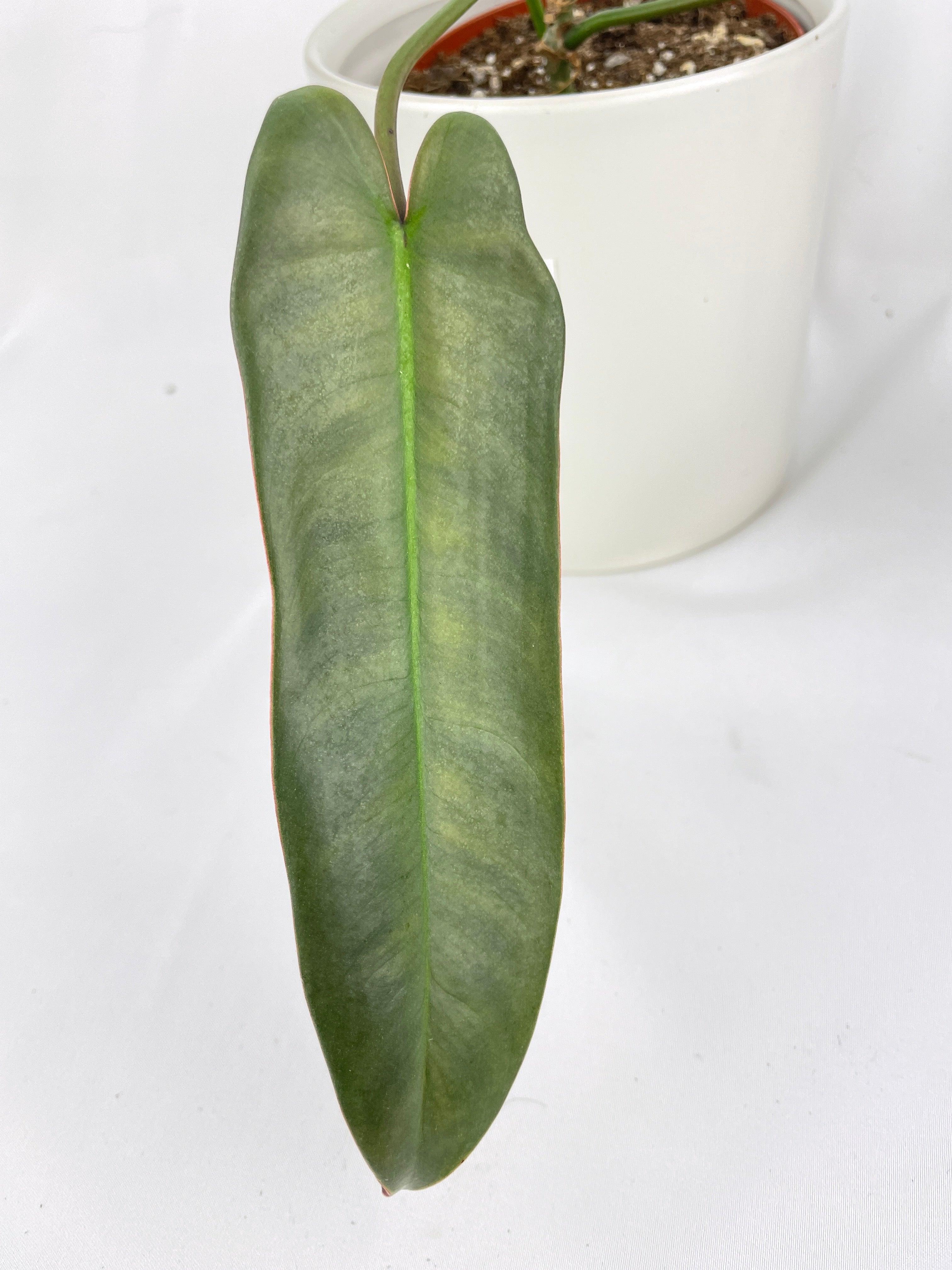 Philodendron Atabapoense | Heirloom Boulevard