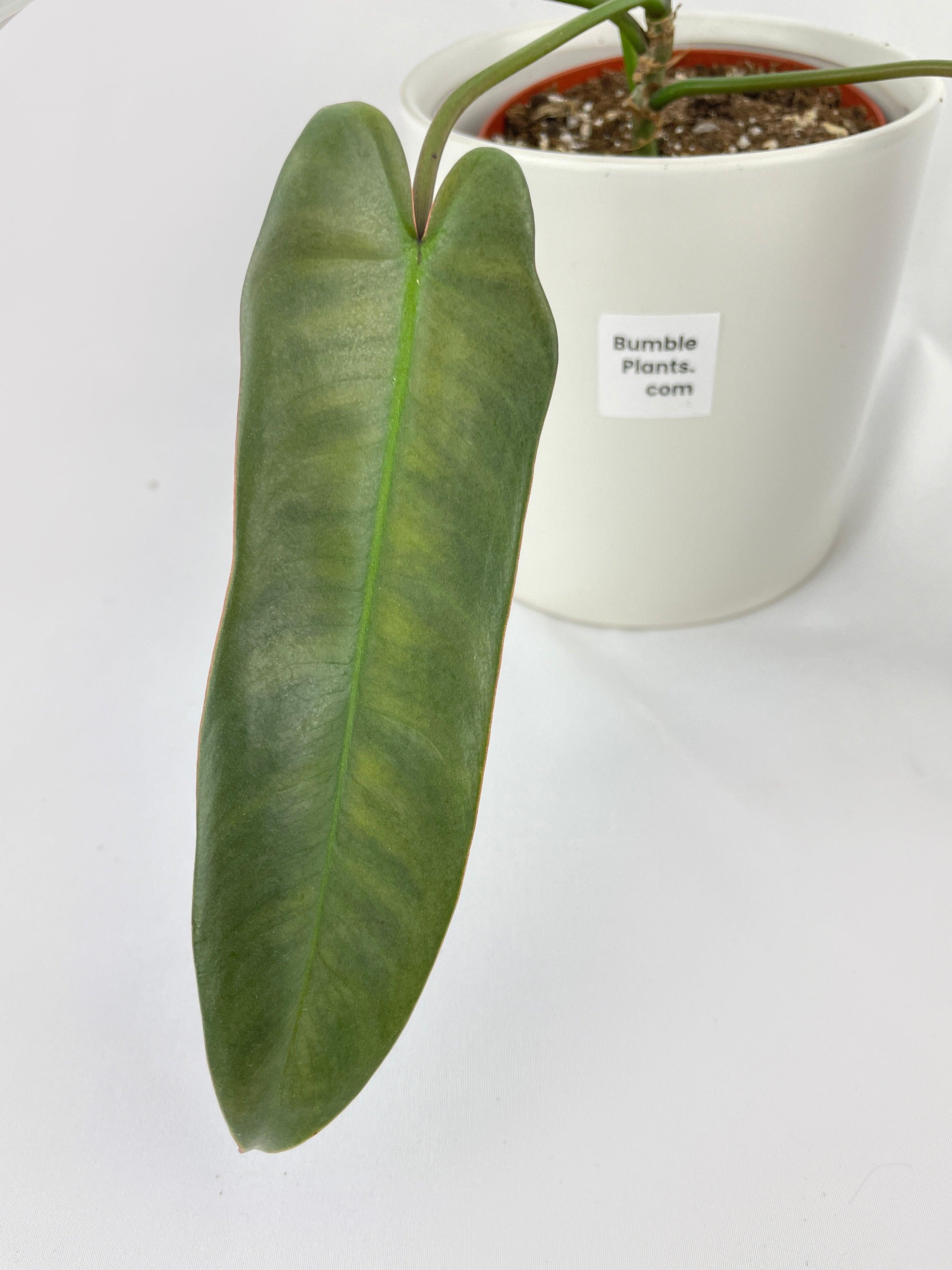 Philodendron Atabapoense | Heirloom Boulevard