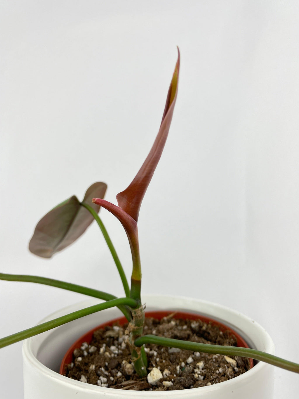 Philodendron Atabapoense | Heirloom Boulevard