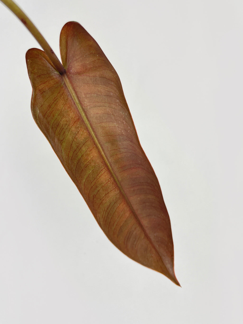 Philodendron Atabapoense | Heirloom Boulevard