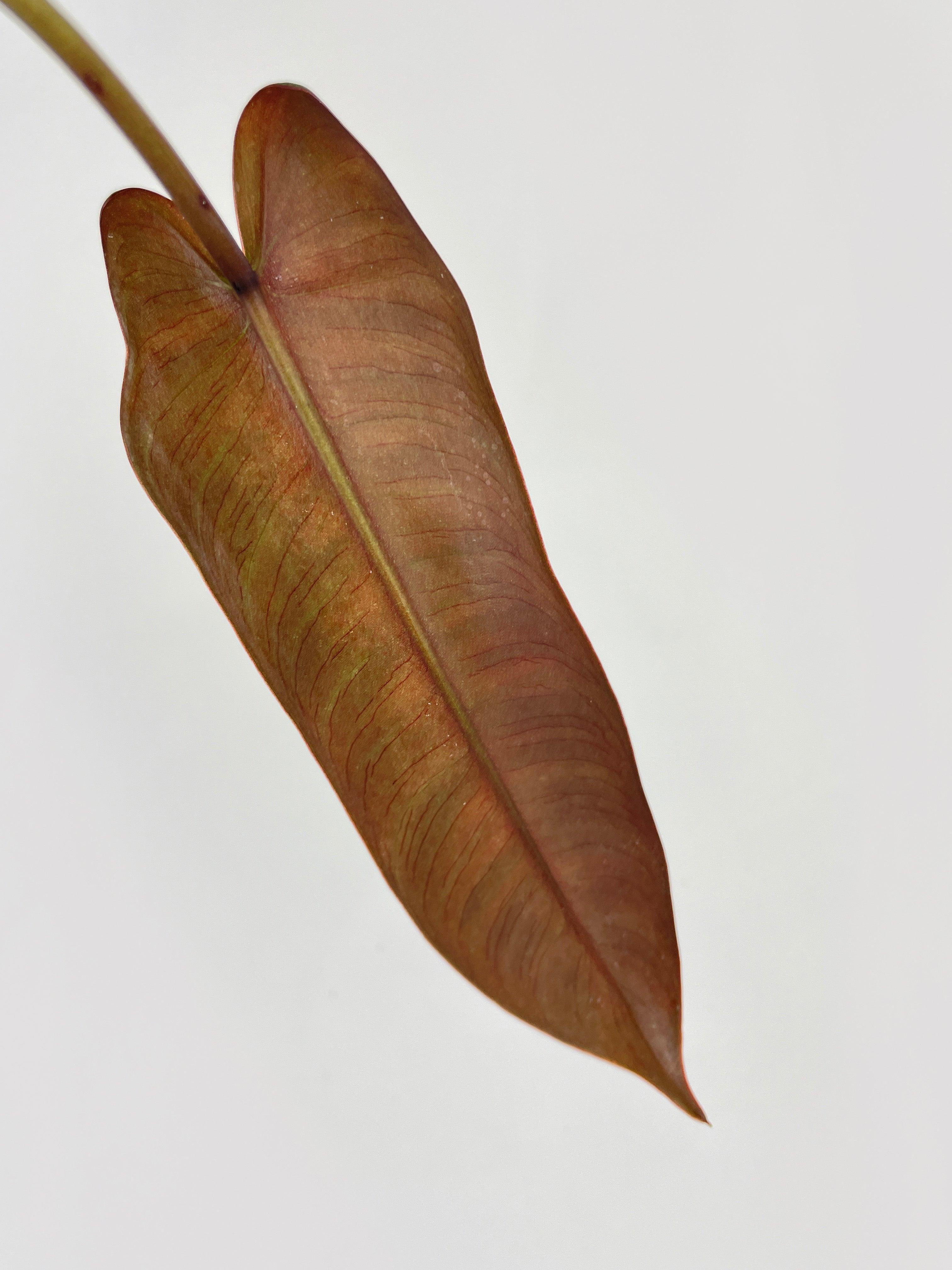 Philodendron Atabapoense | Heirloom Boulevard