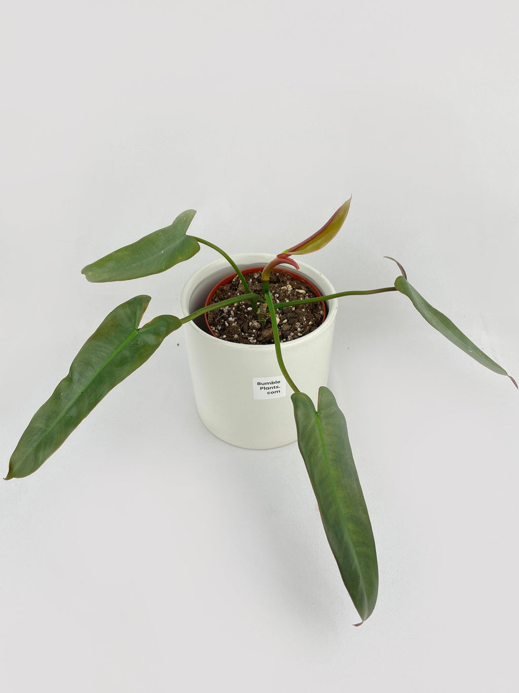 Philodendron Atabapoense | Heirloom Boulevard