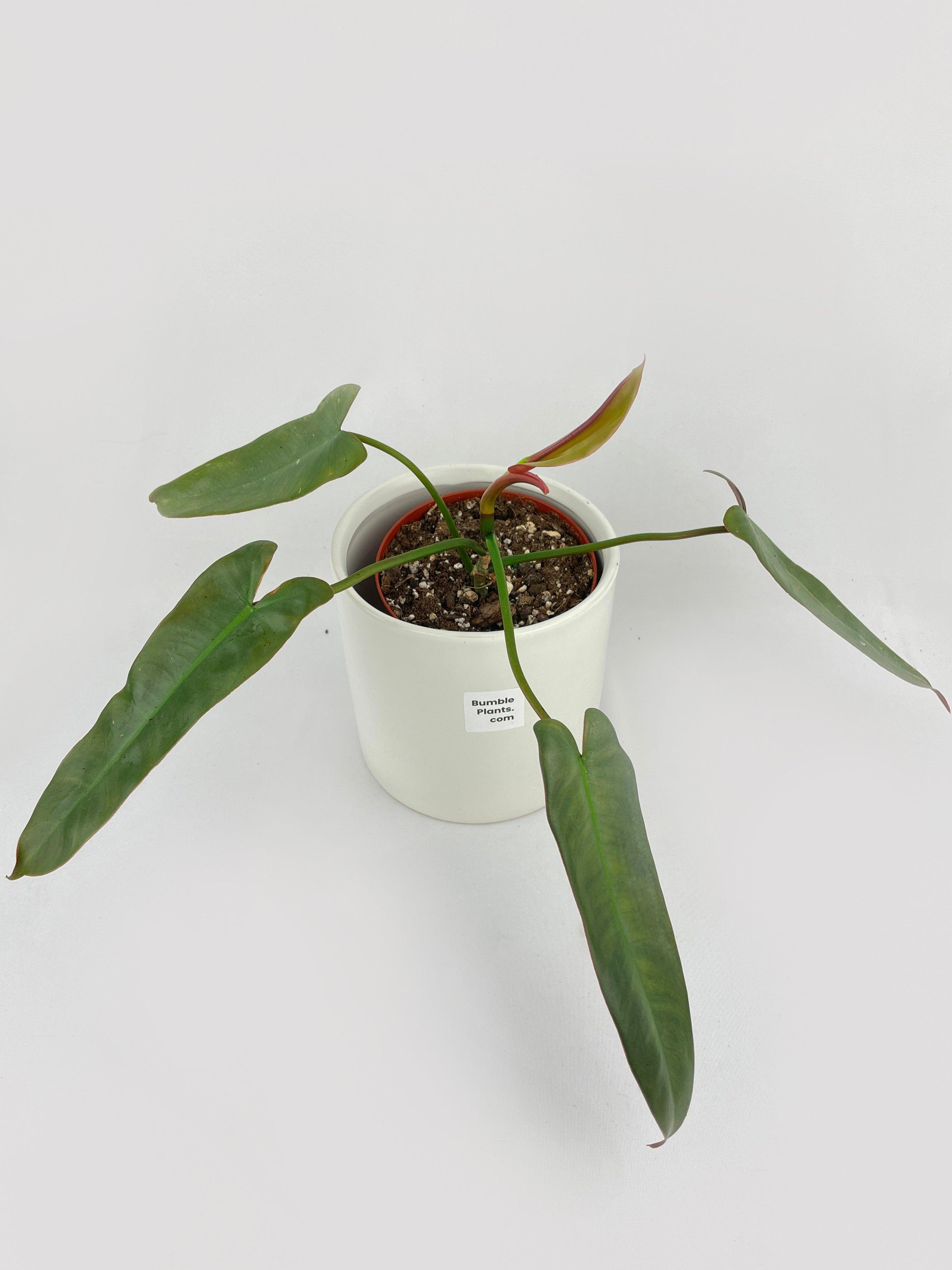 Philodendron Atabapoense | Heirloom Boulevard