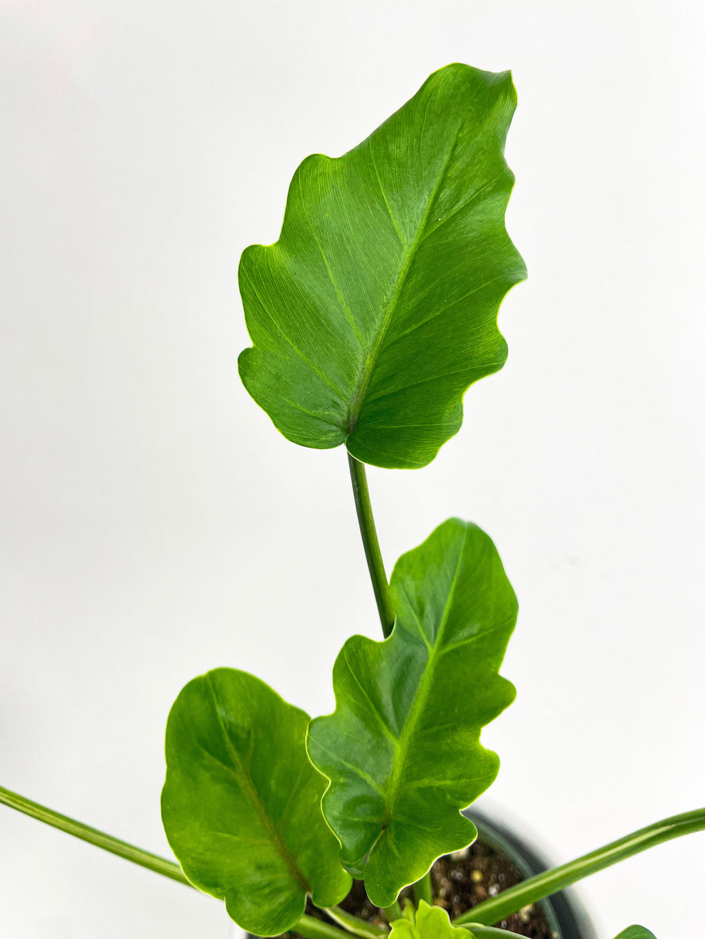 Philodendron Bipinnatifidum Shangri-La | Heirloom Boulevard
