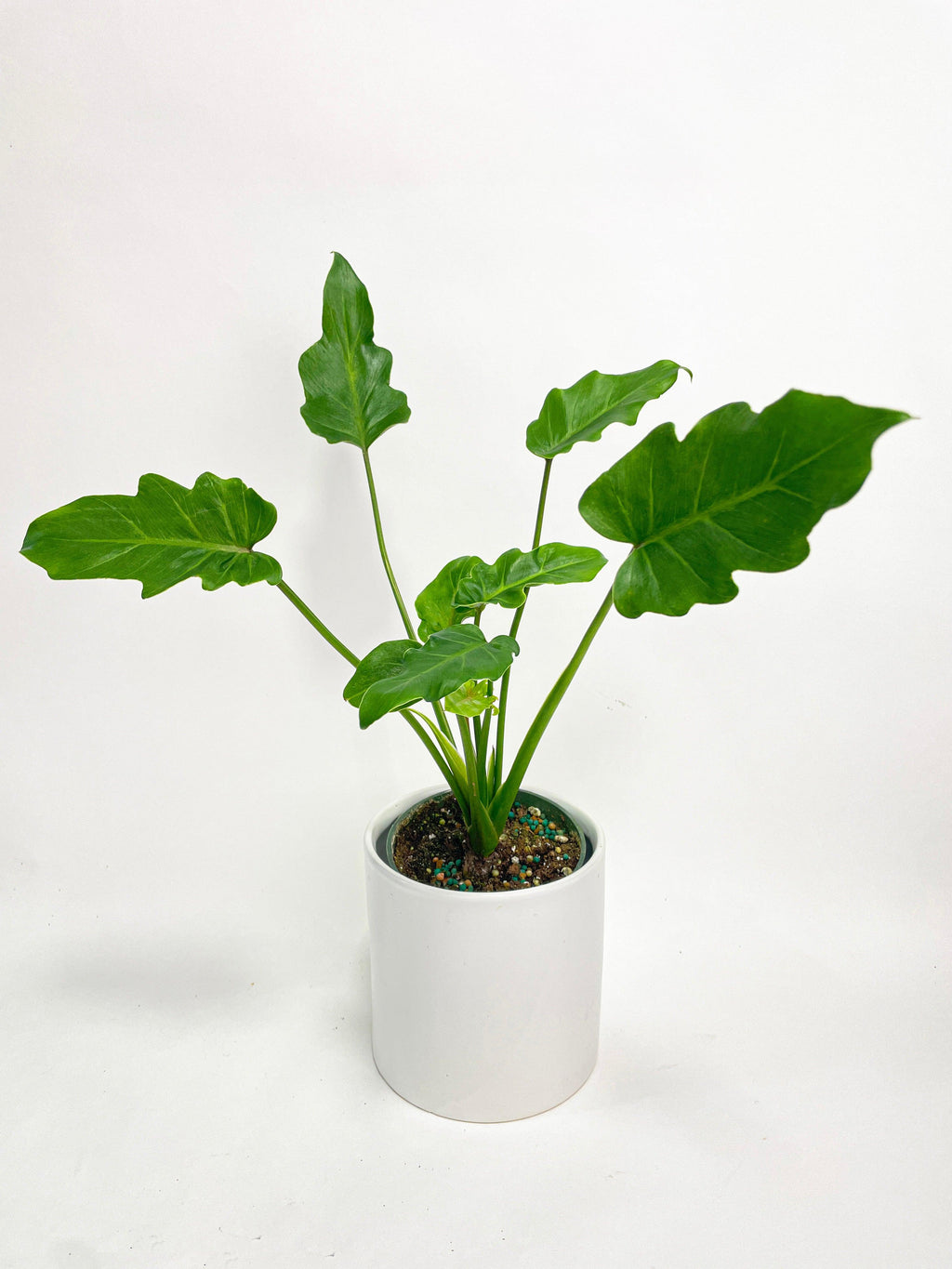 Philodendron Bipinnatifidum Shangri-La | Heirloom Boulevard