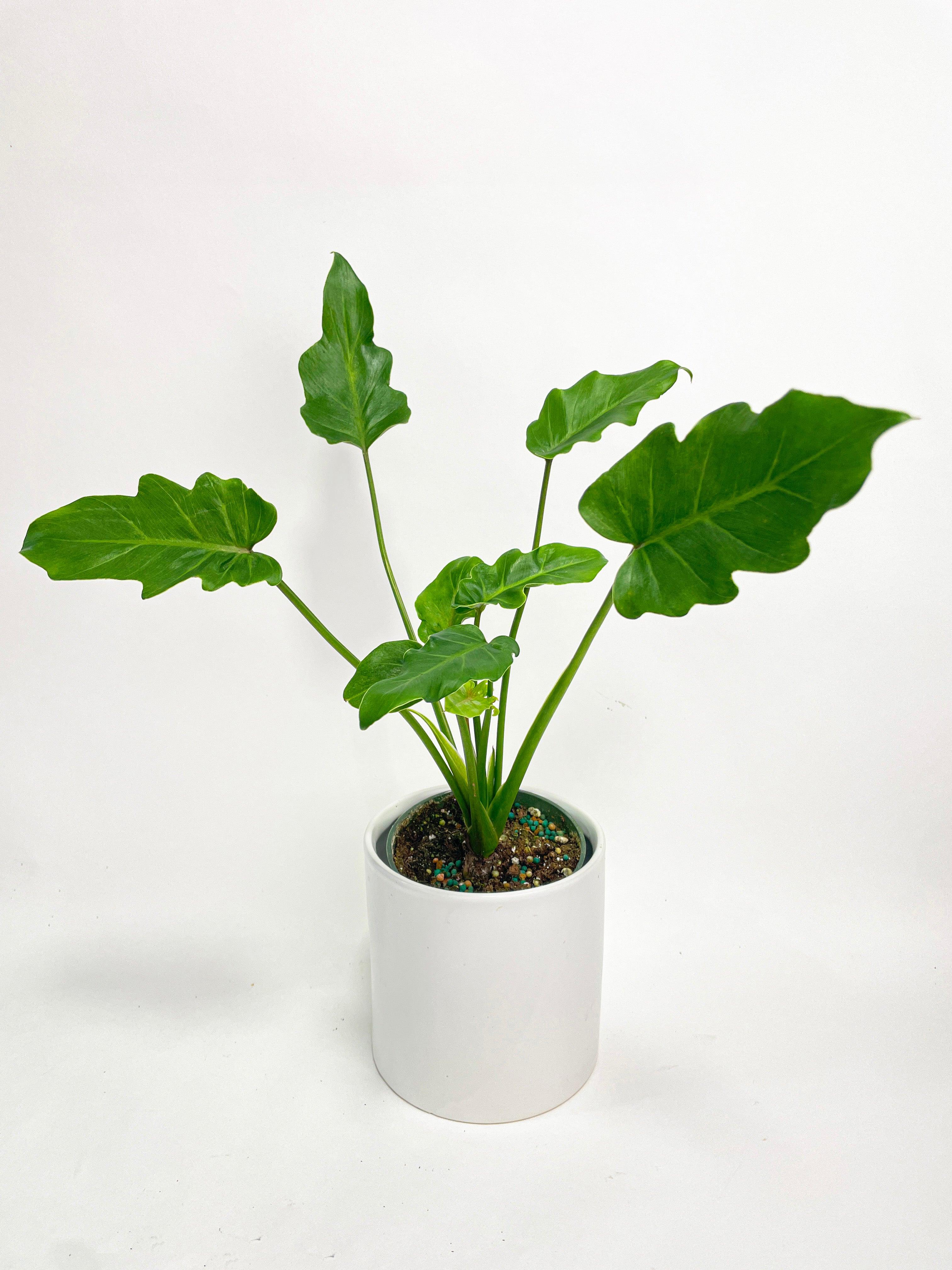 Philodendron Bipinnatifidum Shangri-La | Heirloom Boulevard